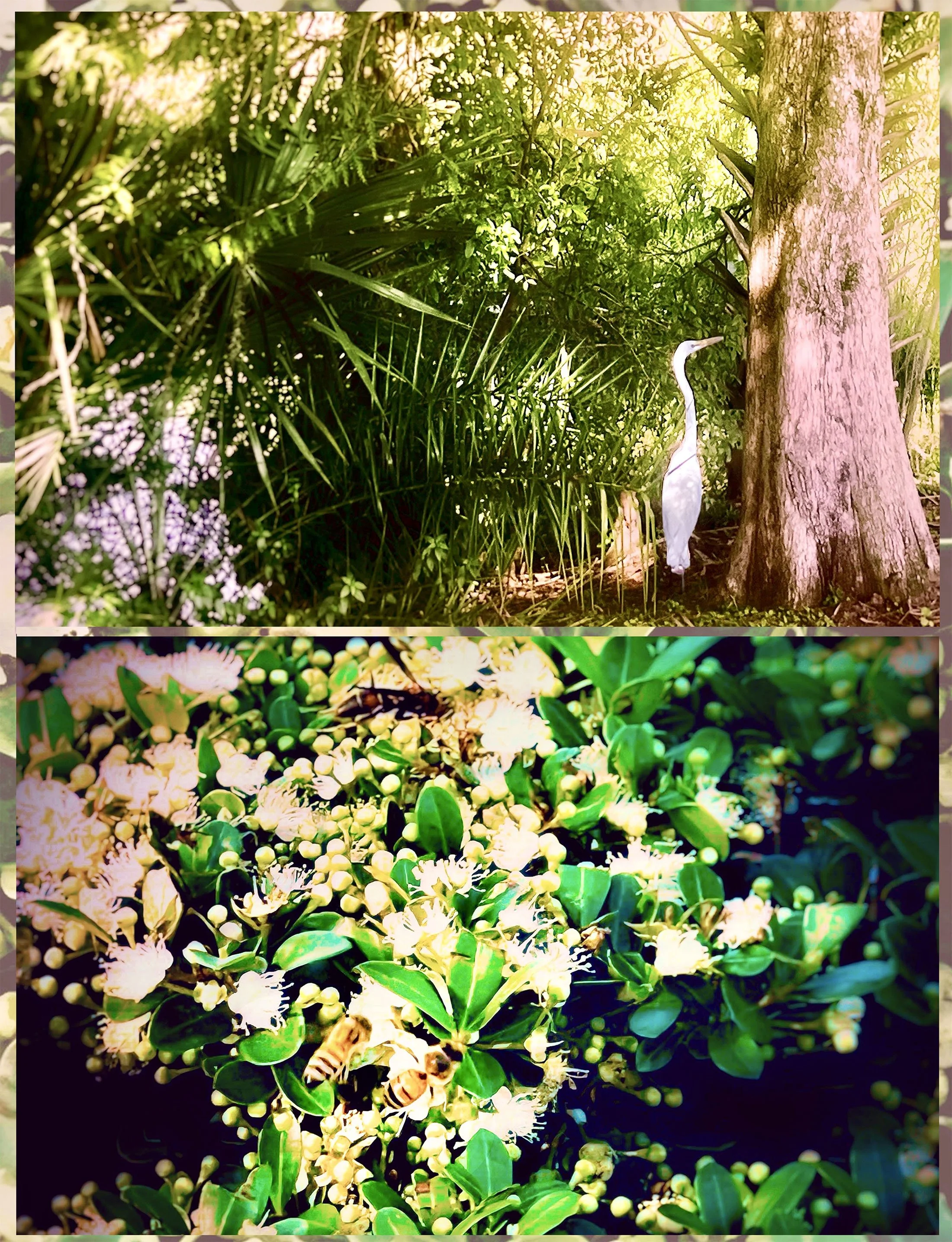 SamanthaLevine_Bird and the Bees_Photography_11x14_$150.jpeg