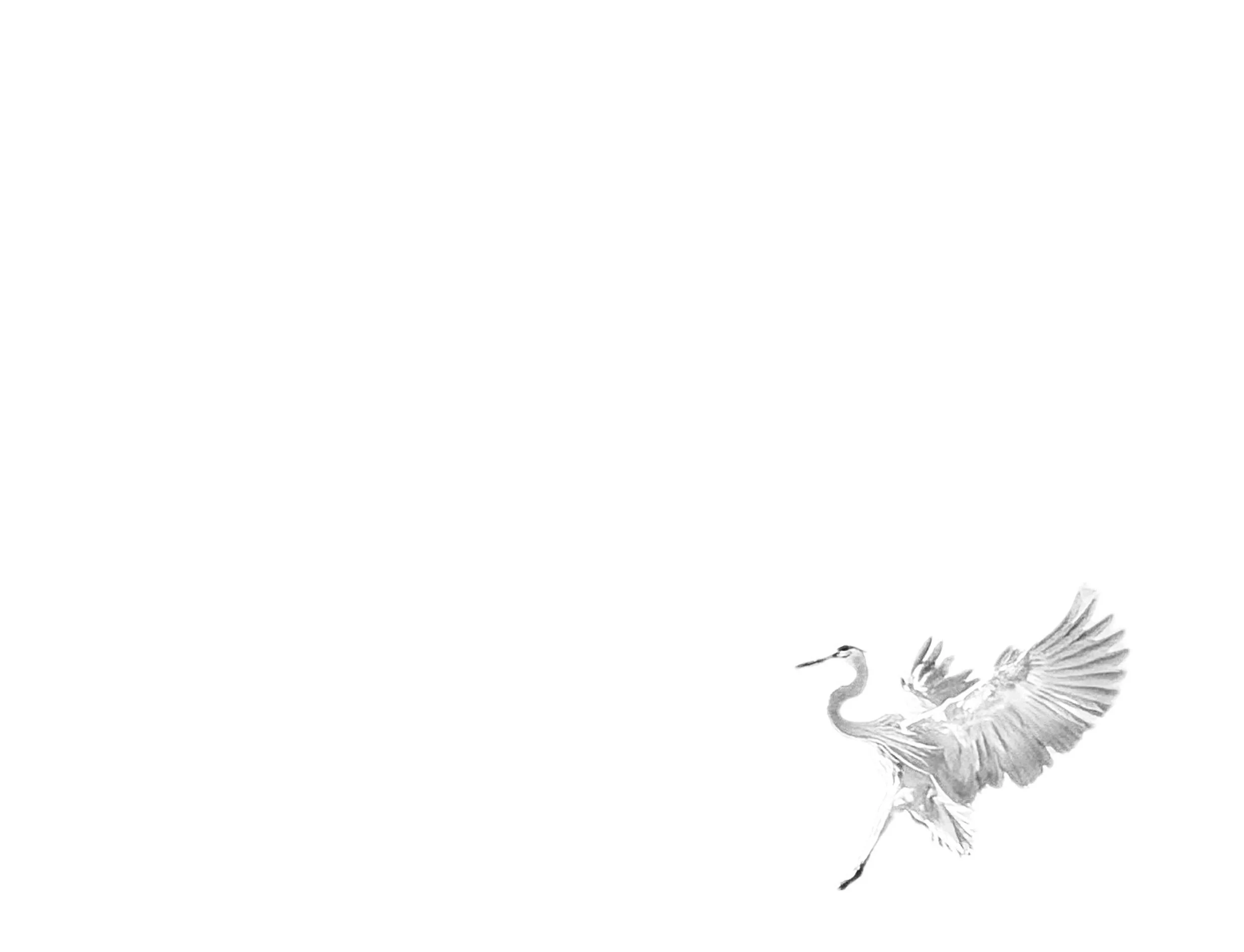 Little bird.jpeg