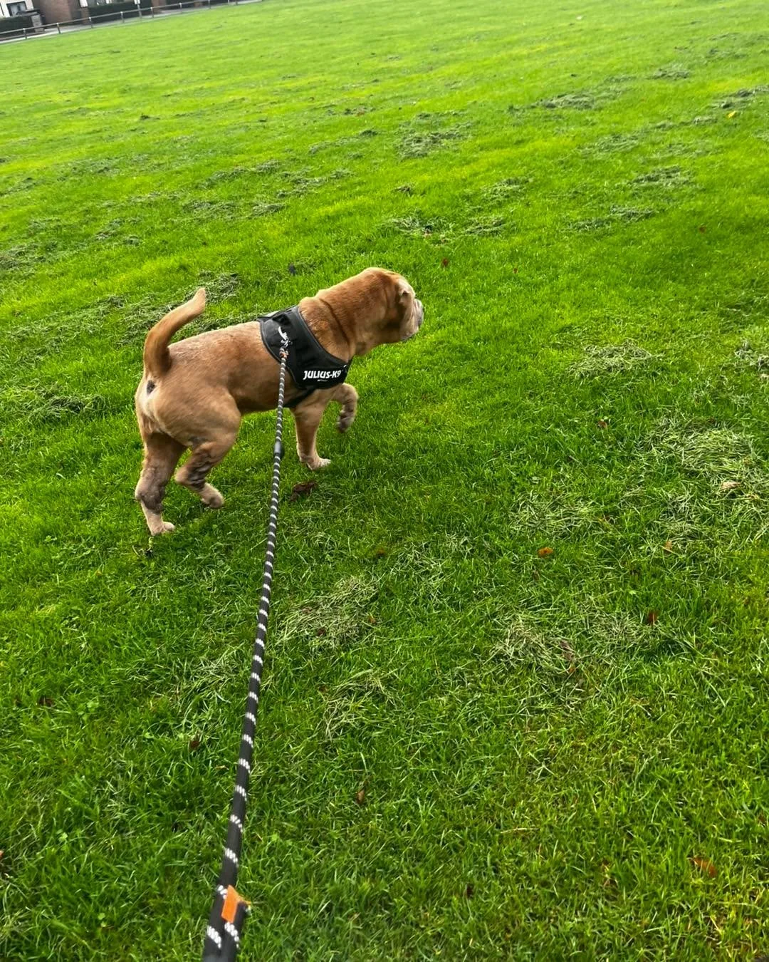 Thank goodness we managed to dodge the worst of the downpours today! ☔️🌦️🌈
First up we had our cheeky duo Milo 🐾 and Winnie 🐾, who are boarding with us, joined by the lovely Lola 🐾 and the one and only Moose 🐾. Moose decided he was absolutely