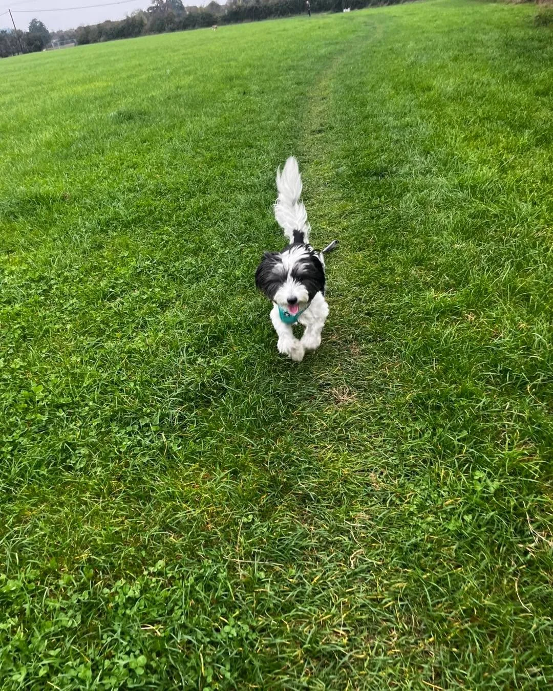 Winnie’s 9-day holiday has come to an end 🐾💛
Oh, how we’re going to miss this gorgeous girl! 🥰 Winnie has spent the last 9 days with us and has been such an absolute pleasure from start to finish. She’s been so well-behaved, ful