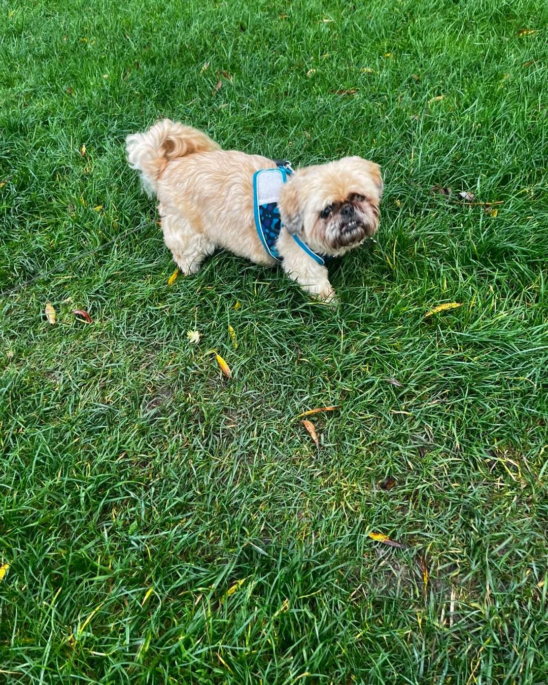 🐾✨ What a pawsome day of adventures! ✨🐾
First up was our handsome, slow-but-steady Charlie🐾 taking in all the sights and sniffs 💛 — joined by the gorgeous Maggie🐾 and cheeky little Loki🐾 zooming around him! 🐕💨
Next we hit the woods fo