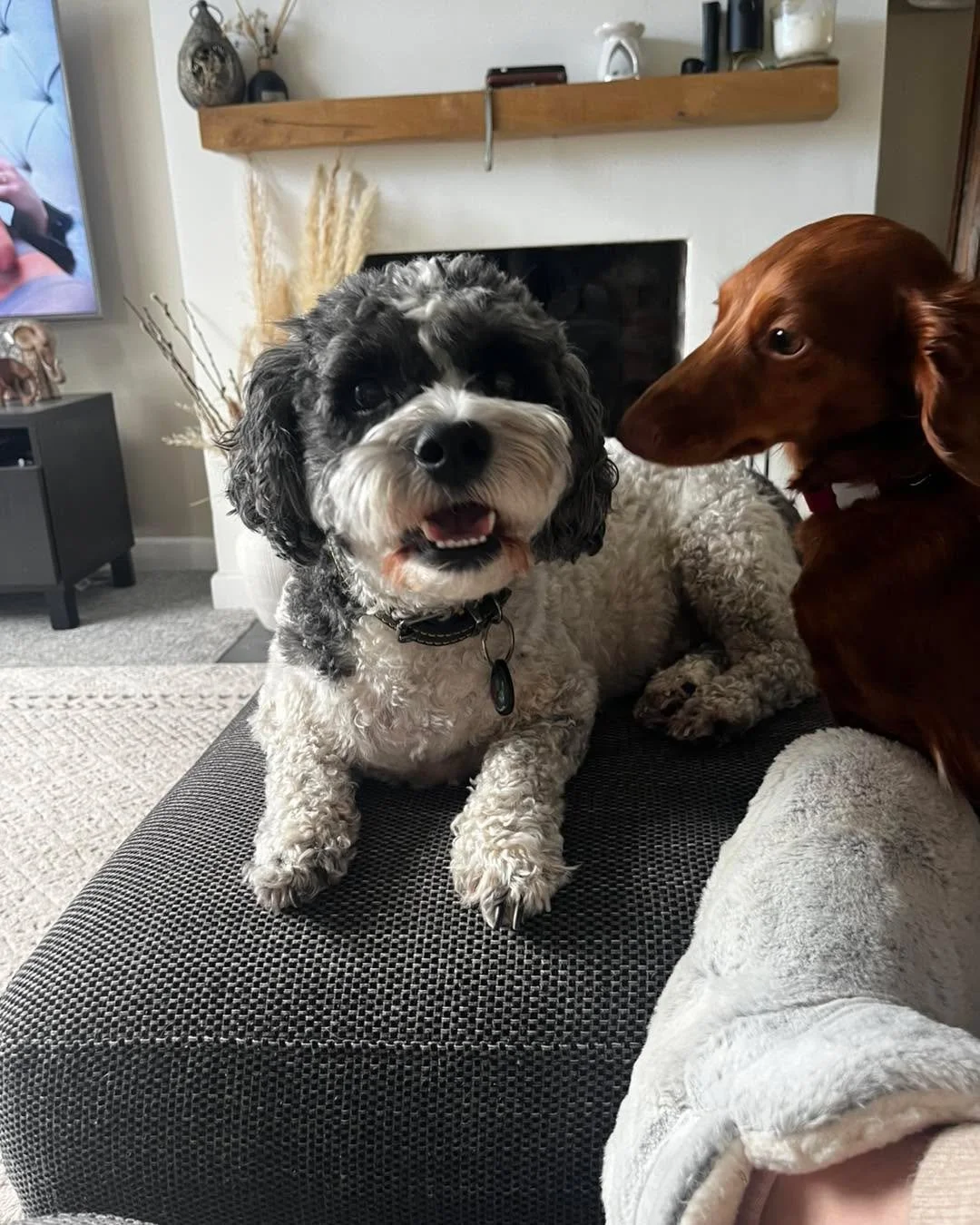 Daycare fun today for our regular walker, Boris🐾!
It was lovely for Loki🐾 to have a mate for once instead of just the girls here with Maggie🐾 🤣 Boris had a great time on both his walks and, of course, still got plenty of attention (and a bit of