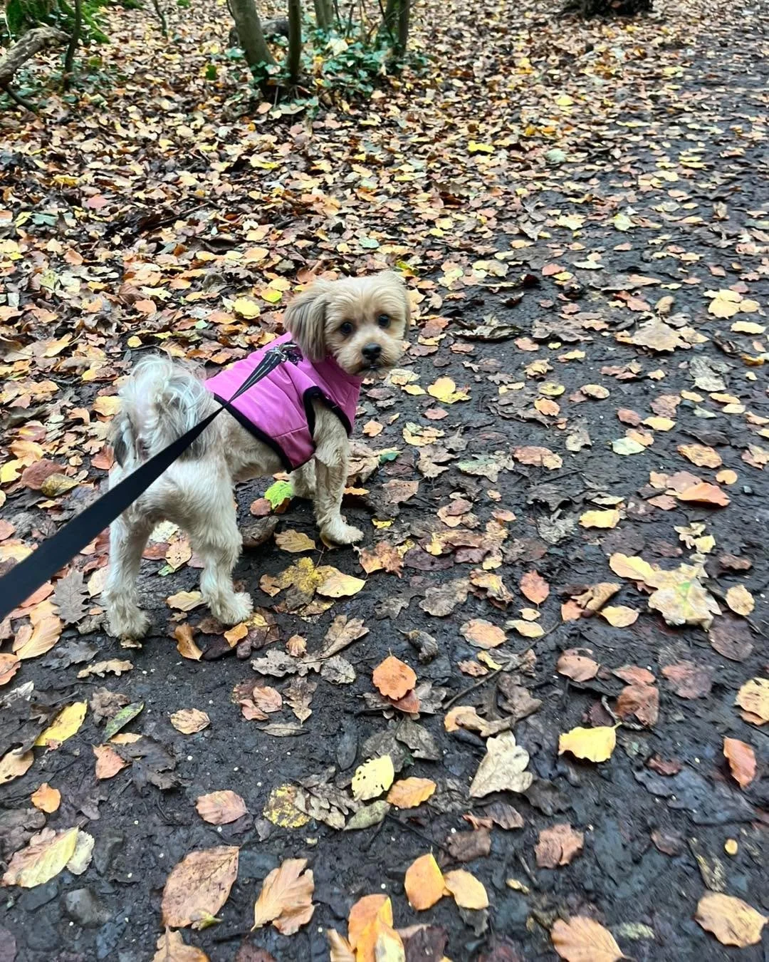Another lovely day out with the gang! 🐾

First up, we had our gorgeous new girl Nala🐾 who fitted right into the pack straight away &mdash; such a lovely little sweetheart 💕 Alongside her were our sweet Penny🐾 and our lovely boy Joey🐾, who we&rsq