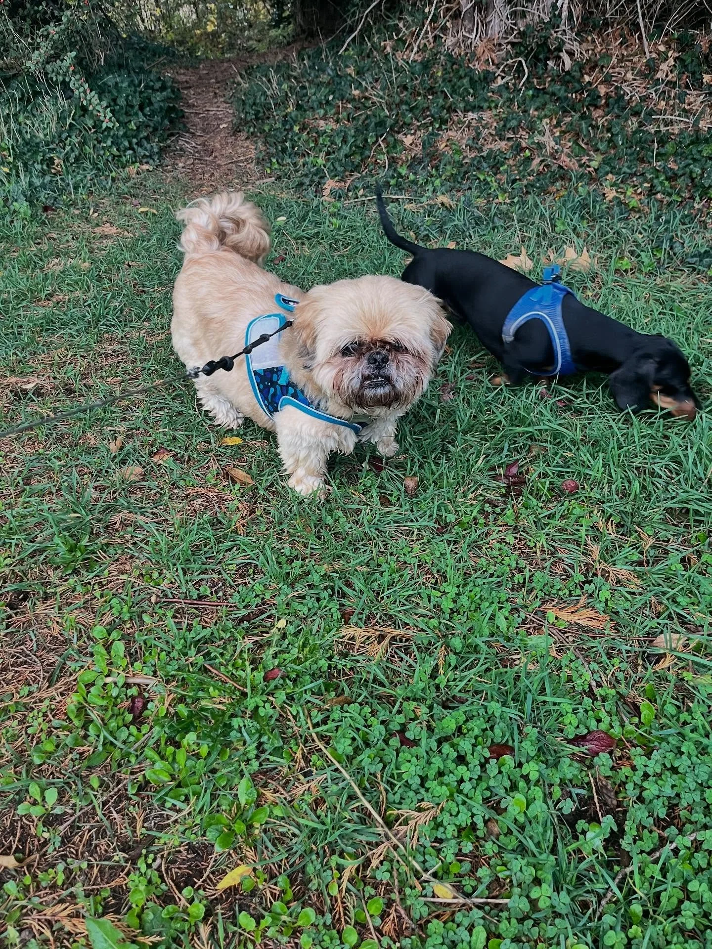 🌤️ What a busy but fantastic day full of walks and wagging tails! 🐕💦

🐾 First up, we had our lovely old boy Charlie🐾, joined by Loki🐾 &mdash; such a sweet start to the morning! ❤️

🐾 Next, we had the pleasure of walking Barnaby🐾 today &mdash;