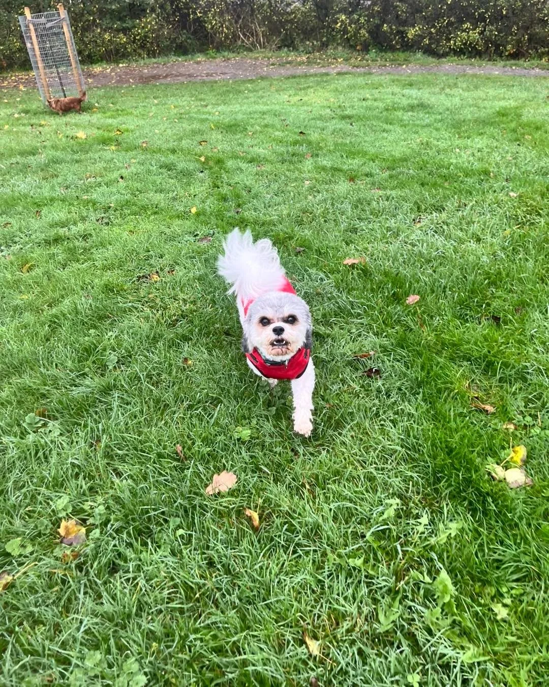 🐾 Today&rsquo;s Adventures at Terri&rsquo;s Paws! 🐾

First up we had our lovely little Penny🐾, Joey🐾 and Niko🐾 &mdash; what a lovely little trio they make! 💕

Then we had our Dina🐾 and Hugo🐾, and we managed to dodge most of the rain for Hugo&