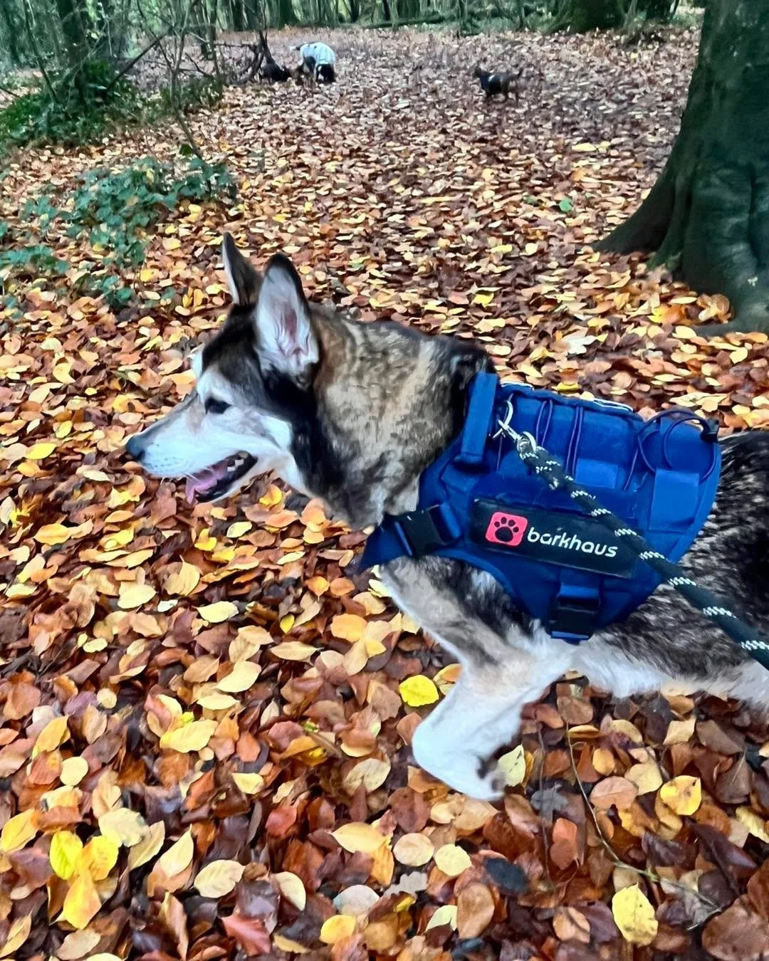 First up we had our lovely crew &mdash; Joey🐾, Bandit🐾, Maggie🐾, and Loki🐾 &mdash; off for a woodland adventure! 🌲🐾

Next, our trio Groot🐾, Rocket🐾, and Yoshii🐾 were joined by Jack🐾, Ottis🐾, and Niko🐾 for another fun-filled woodland wande