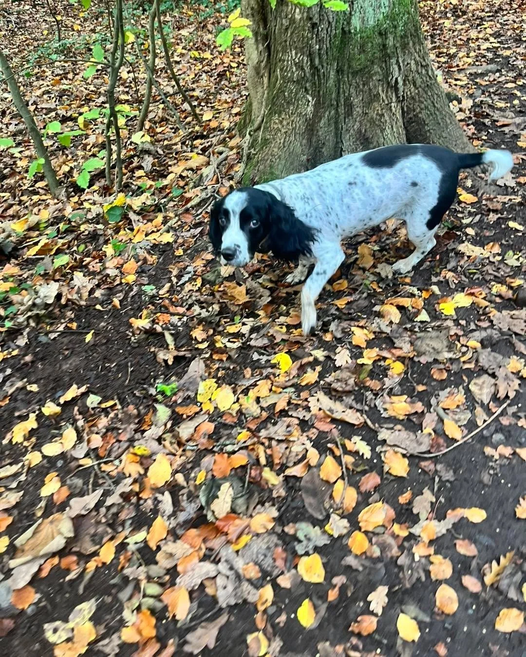 🐾 Morning Adventures &amp; Afternoon Fun! 🐾

First up we had our little Penny🐾, Niko🐾, Maggie🐾, and Loki🐾 &ndash; all full of beans and loving every second of their walk! 🐕💨

Then we had the lovely Arlo🐾 and Mable🐾, who (for once!) managed 