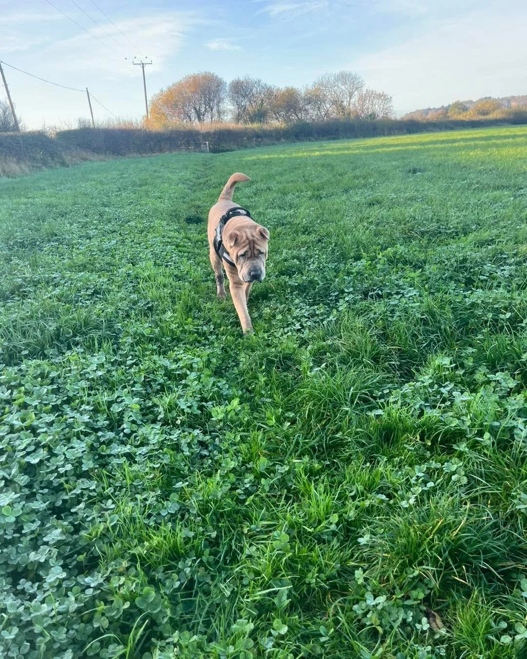 What a fab day with all the pups! 🐶💛

First up we had our two for daycare &mdash; Milo🐾 and Myla🐾 &mdash; joined by the lovely Maggie🐾 and cheeky Loki🐾 for a morning full of playtime and snuggles! 🥰

Next up it was walkies with our trio Rocket