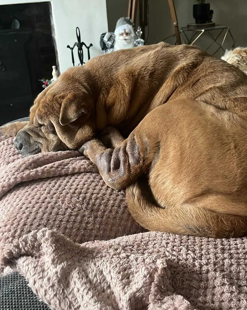 Daycare yesterday was an absolute whirlwind of fun! 😄🐶✨
We had the lovely Milo 🐾, who brought all his calm cuddles and gentle charm, and of course the crazy, full-of-zoomies Myla 🐾, who kept us laughing from start to finish! 🤪💨

Myla spent the 