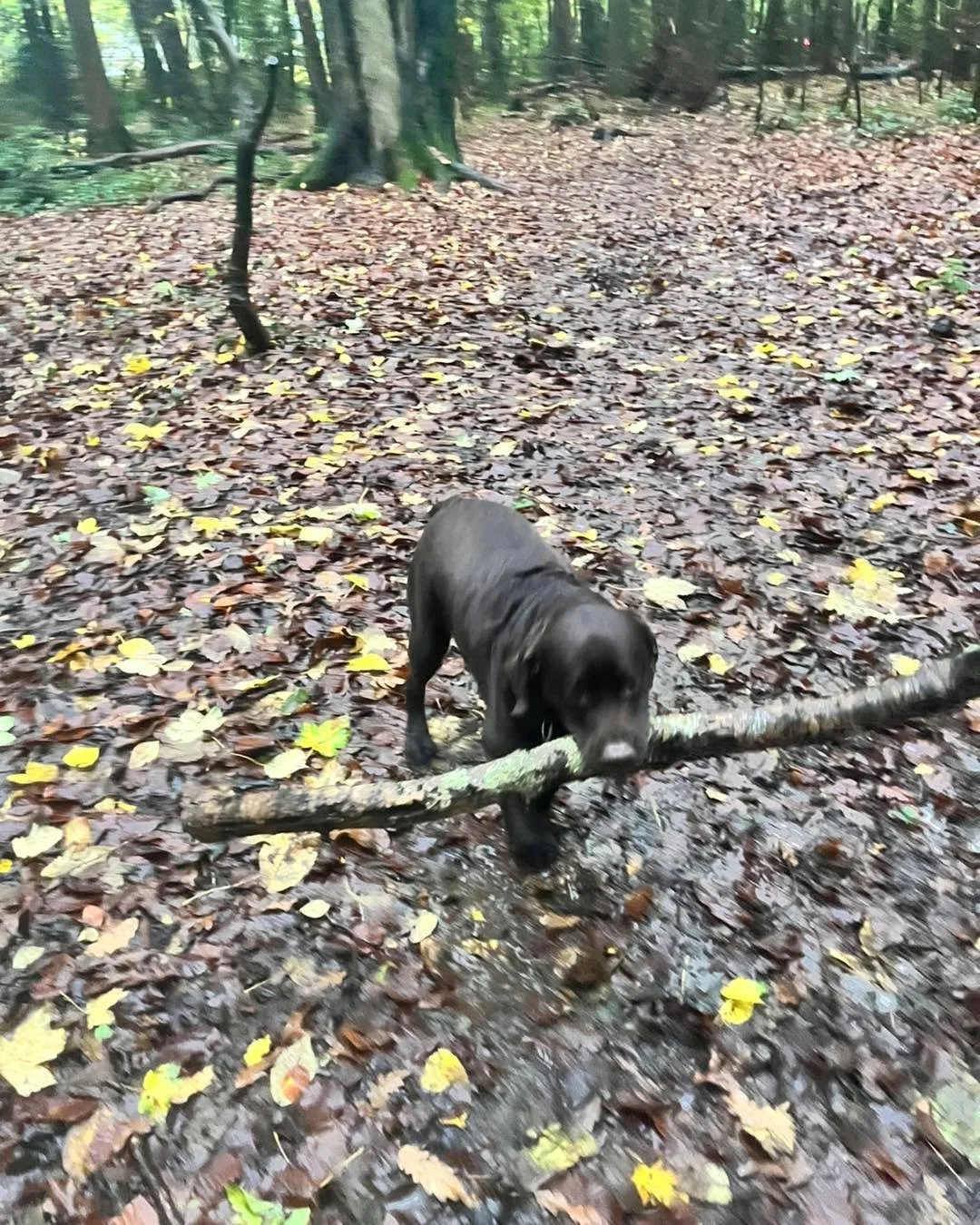 Well what a wet day that was! 🌧️💦
But a bit of rain never stops our lovely gang!

First up we had our boy Charlie 🐾, who was joined by Maggie 🐾 and Loki 🐾 &mdash; three soggy sweethearts loving life despite the drizzle!

Next up we had the lovel