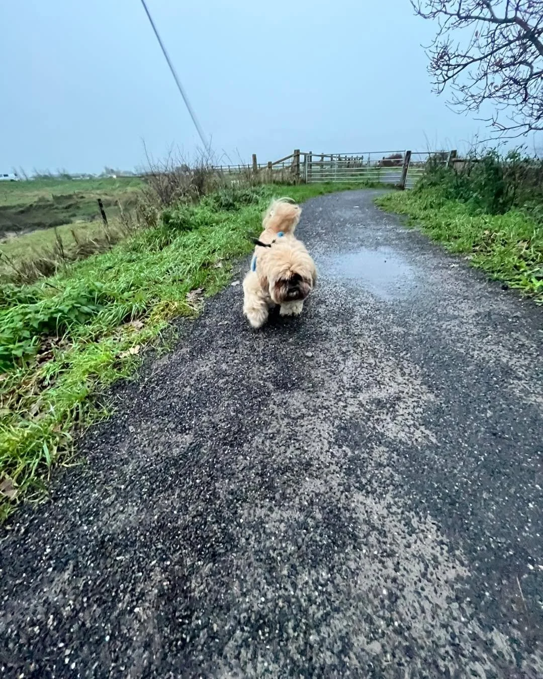 First up, we had our lovely old boy Charlie🐾 for a gentle little stroll up beautiful Woodspring Priory 🏞️. He was joined by the wonderful Maggie🐾 and cheeky Loki🐾, and the three of them absolutely loved sniffing their way around the path 💛🐶✨ Fr