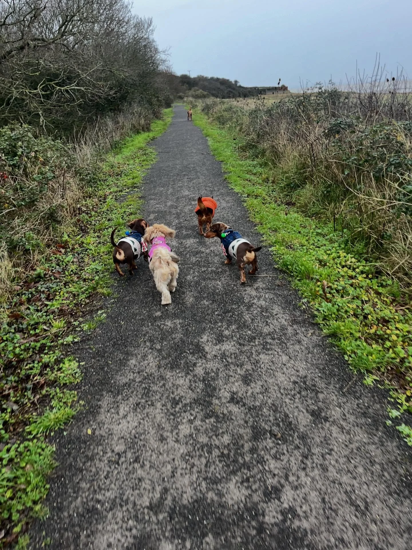 🌞🐾 Lovely day at daycare for Milo🐾 and Skye🐾, with lots of tail wags, playtime and happy faces! 🐶💛 It was also a great afternoon welcoming Jack🐾 as he settles in for his mini holiday with us 🏡🐕 &mdash; he&rsquo;s doing brilliantly already an