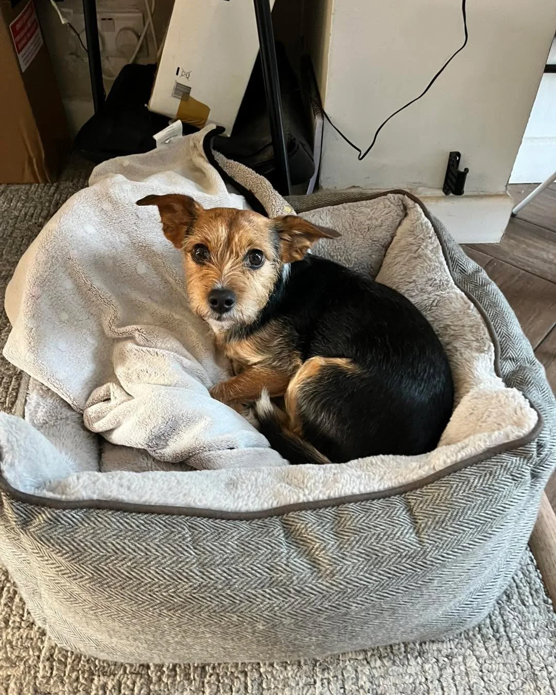 Another little holiday for the lovely Jack🐾 🏡🐶✨

He settles in so beautifully now and makes himself completely at home the moment he arrives 🥰🐾. It&rsquo;s so nice to see how relaxed and comfortable he is, enjoying all the home comforts, cuddles