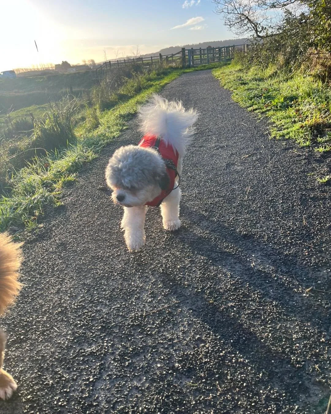 Another lovely, busy and very festive day of walks to finish up before the Christmas holidays 🎄✨🐶

First up we headed out with Lola🐾, Moose🐾, Penny🐾, Joey🐾, Dina🐾 and Jack🐾 &mdash; lots of wagging tails, happy faces and plenty of sniffing sto