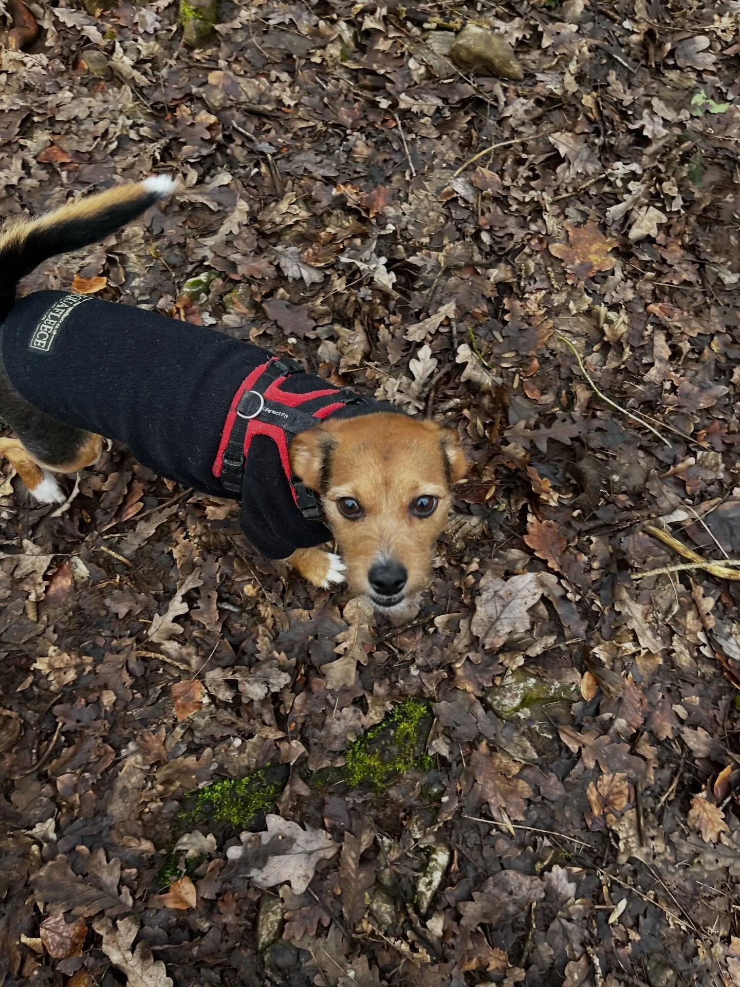 A lovely 2 days of adventures with this wonderful bunch! 🐾💛 What a fantastic start to the week it&rsquo;s been at Terri&rsquo;s Paws &mdash; full of wagging tails, happy faces and lots of muddy paws! 🌳🍂

🐶 Monday&rsquo;s Crew:
Jasper 🐾, Lucy 🐾