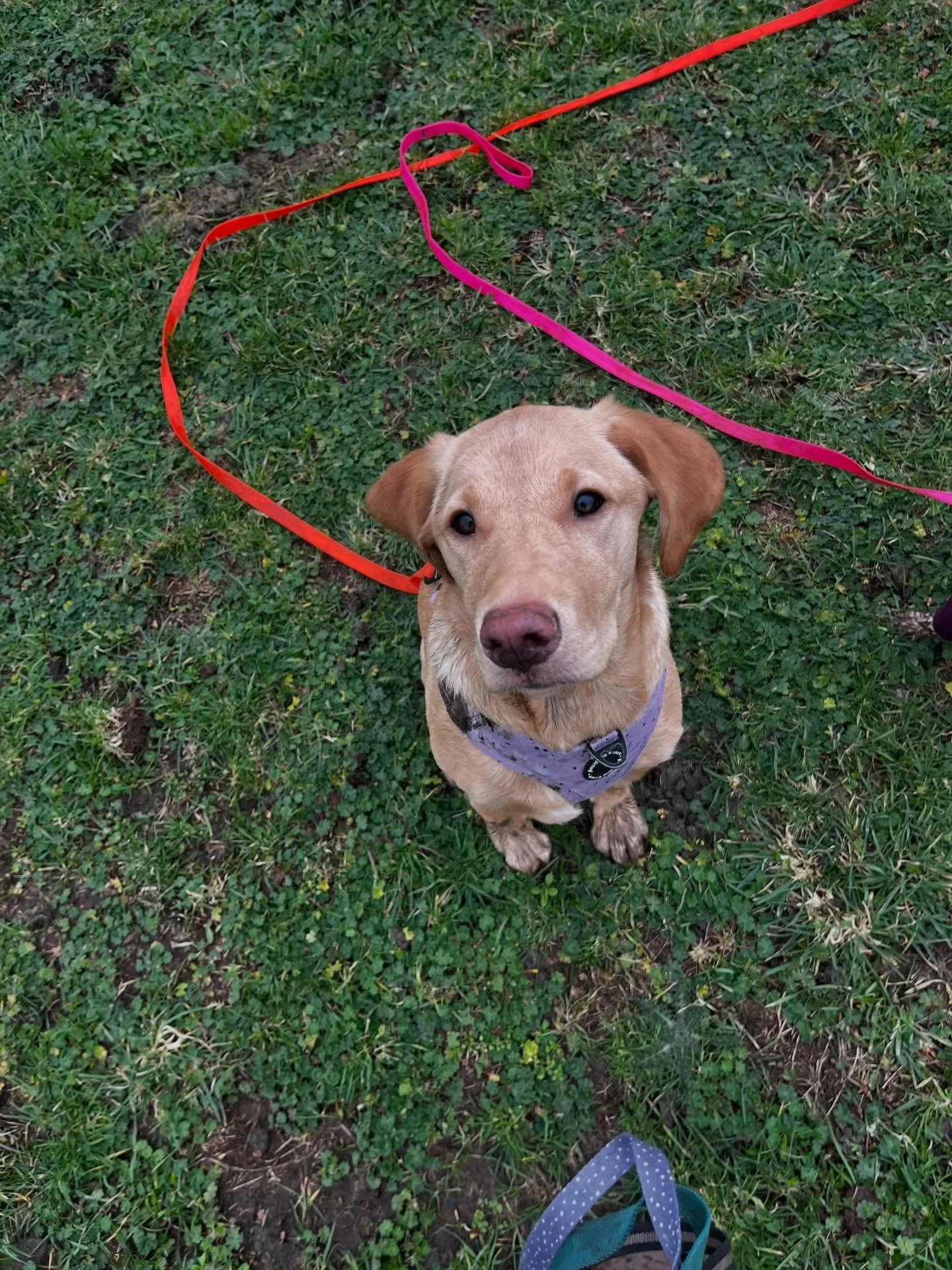What a wonderful day we&rsquo;ve had at Terri&rsquo;s Paws 🐾💛

Today we welcomed a very special new starter &mdash; the beautiful lab pup Nova 🐾 &mdash; and oh my goodness, what an absolute dream she is already! 🥰 We&rsquo;re introducing Nova 🐾 