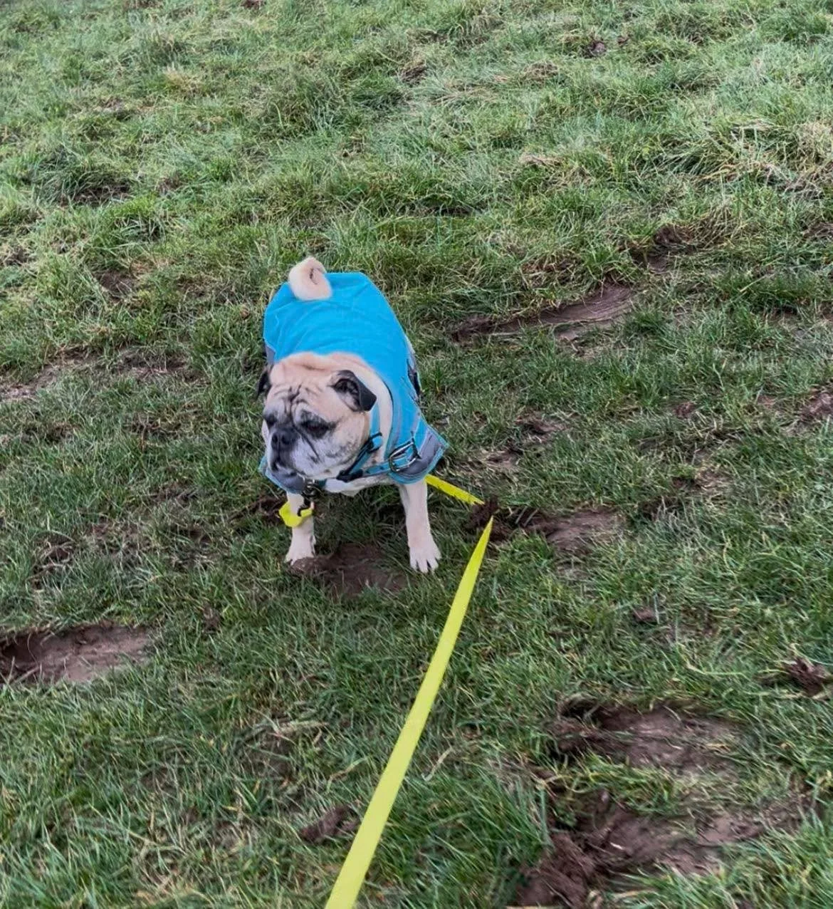 Three lovely walks today and what a fab day we had! 🐶🌳🍂

We headed up to Woodspring Priory and the woods and they all had the best time exploring, sniffing and stretching their legs. Lots of waggy tails, muddy paws and happy faces all round! 🐾✨

