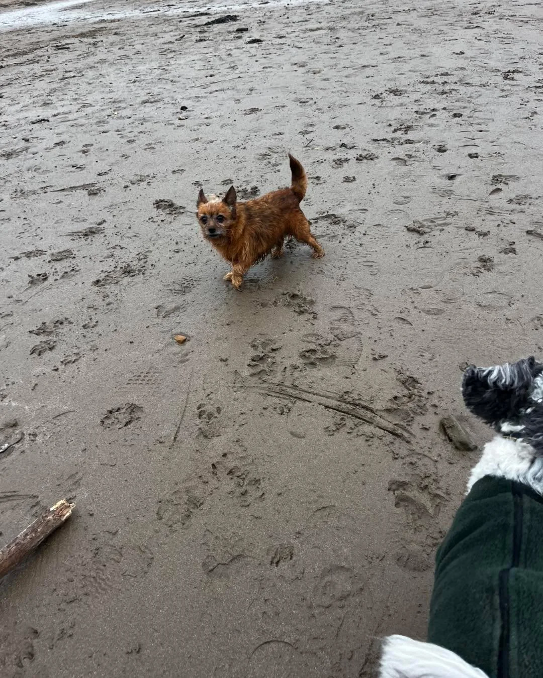 Two absolutely lovely sunny walks today and what a difference the sunshine makes! ☀️🐾 We made the most of the beautiful weather with not one but two gorgeous adventures today up woodspring priory and sandbay beach 😃

Today&rsquo;s wonderful walking