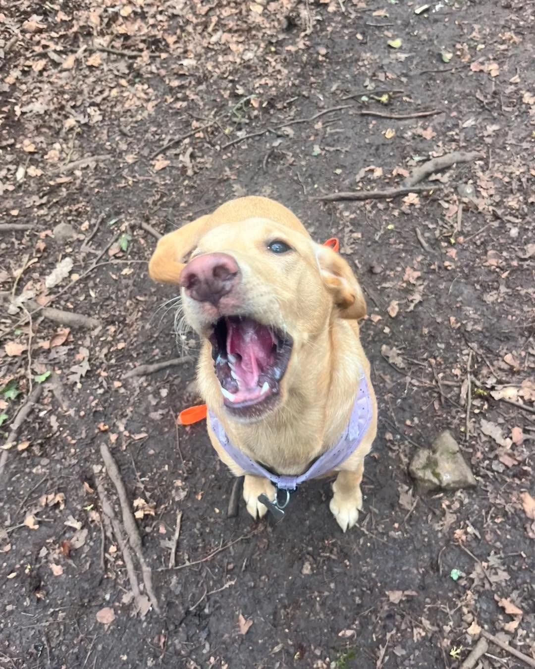 🐾 Daycare Fun Today! 🐾

What a lovely day we&rsquo;ve had with our daycare crew! ☀️🐶 Today we were joined by the adorable Milo 🐾 and Nova 🐾, who settled in beautifully as usual 💛

For our first adventure, we headed up into the woods 🌳🍂 where 