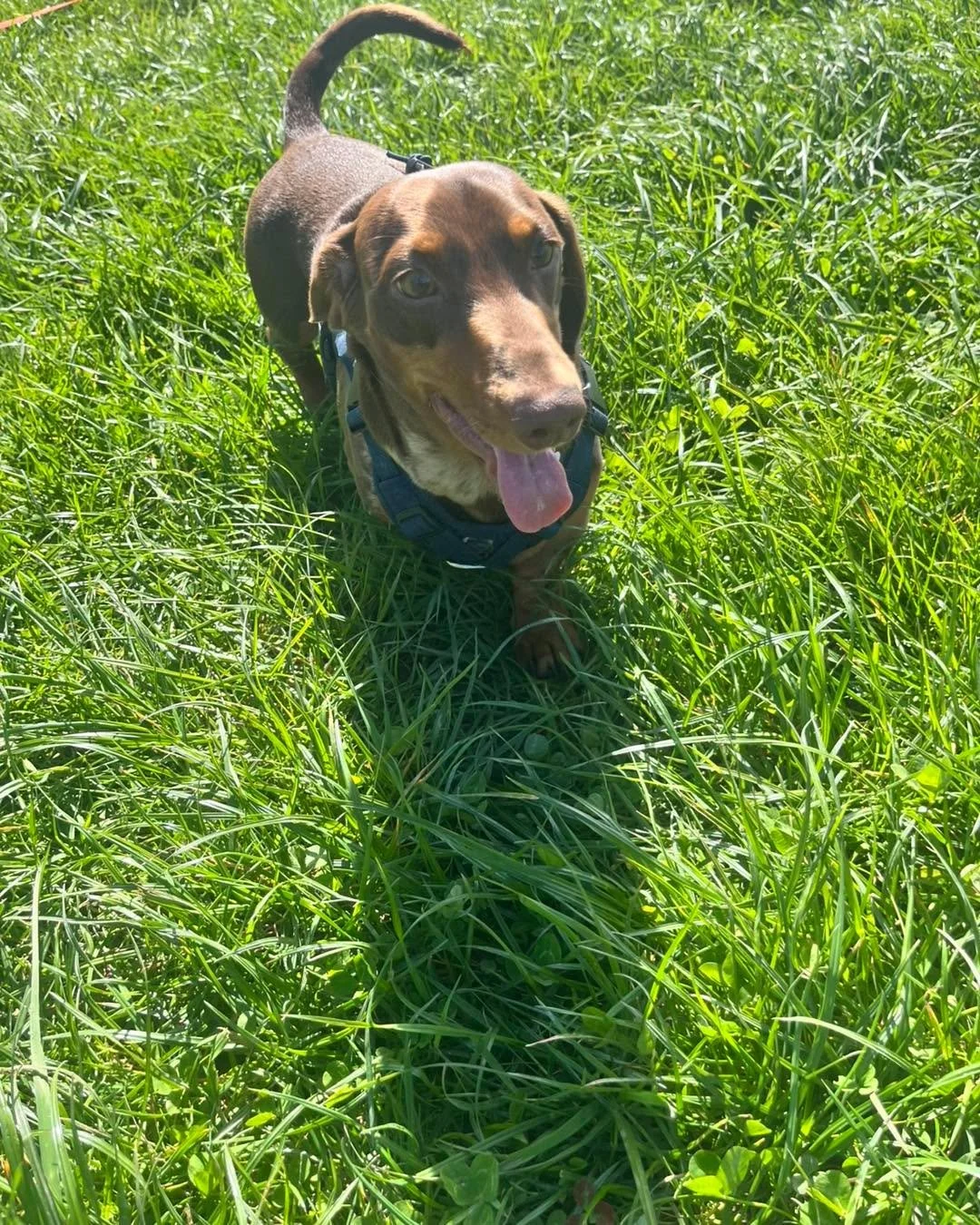It&rsquo;s been a nice quiet day to finish off the Easter weekend 🌼🐣 &mdash; a lovely, calm way to round things off 💛🐾

We&rsquo;ve had another gorgeous day with our lovely Milo 🐾 in daycare, who&rsquo;s been an absolute joy as always 🐶✨

Our w