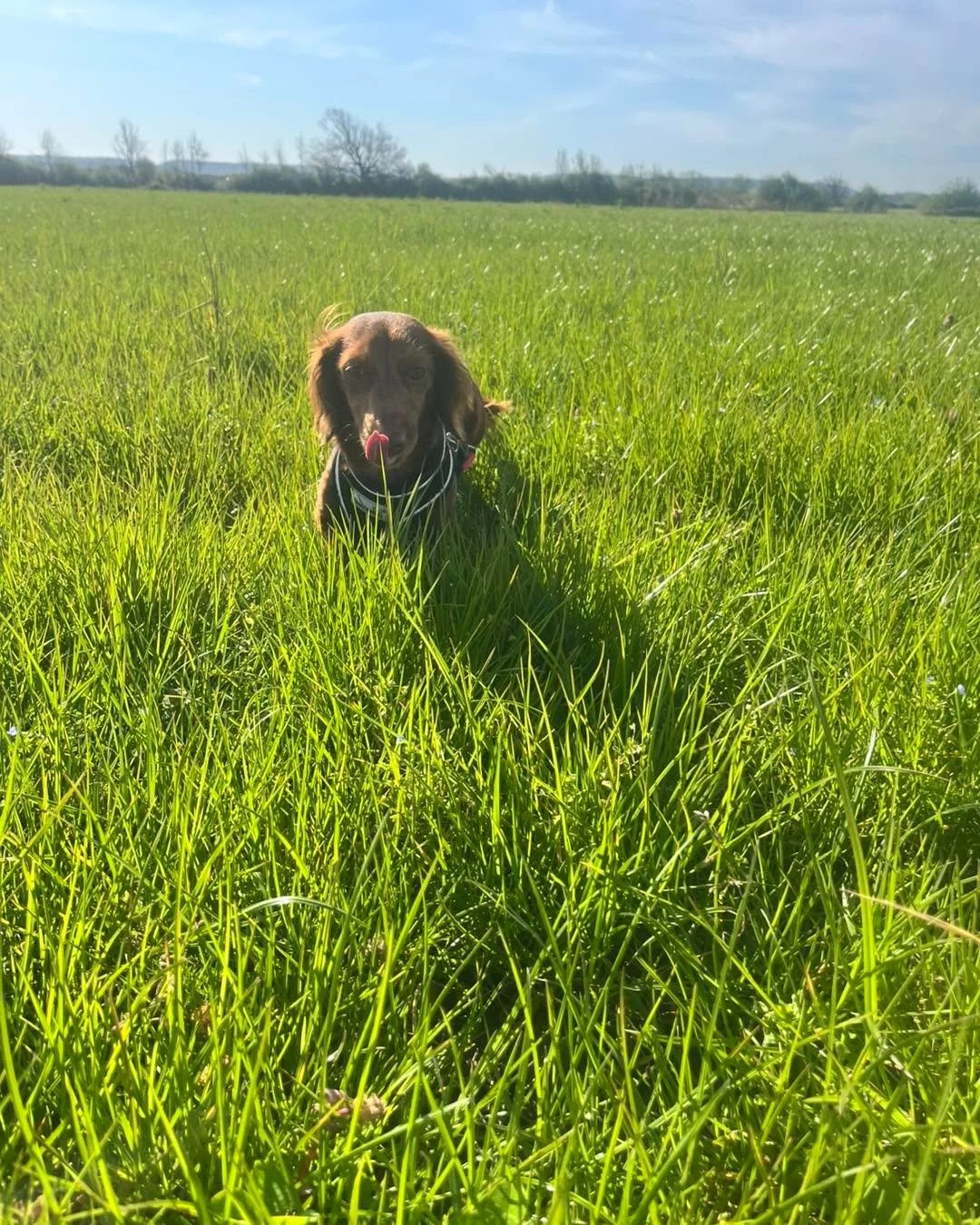 First up, we had Nova 🐾 and Skye 🐾 clocking in bright and early for daycare 🐶💛 Always a great way to start the day with these two!

We then headed out for a lovely adventure, exploring Ebdon Fields and making our way over to Uphill Beach and Boot