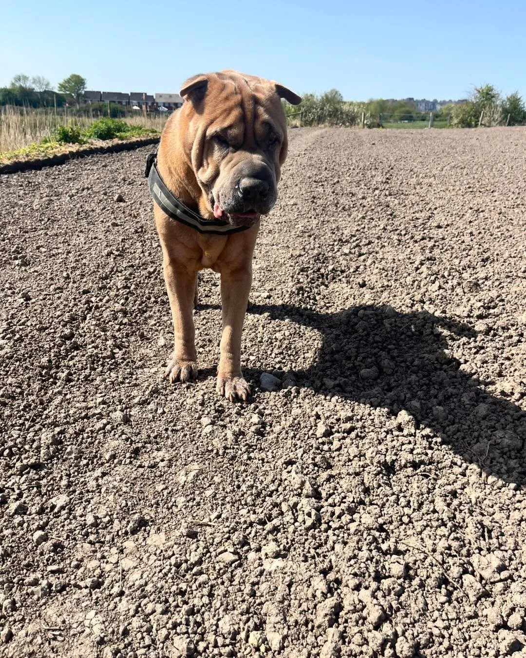 We&rsquo;ve had such a lovely day today with two adorable newbies 🐶✨

First up, we had our sweet Koki🐾 come along for the morning as we begin settling him in ready for his stay with us this weekend 🏡💛 He did so well and fit right in with everyone