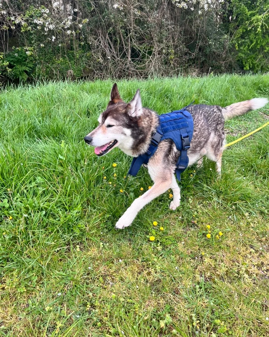 We&rsquo;ve had the lovely Myla🐾 join us today for daycare 🐶💛

Thursday and Friday&rsquo;s walks have been lovely but a little quiet, as we&rsquo;re still missing a few of our gang &mdash; we can&rsquo;t wait to have everyone back together soon!

