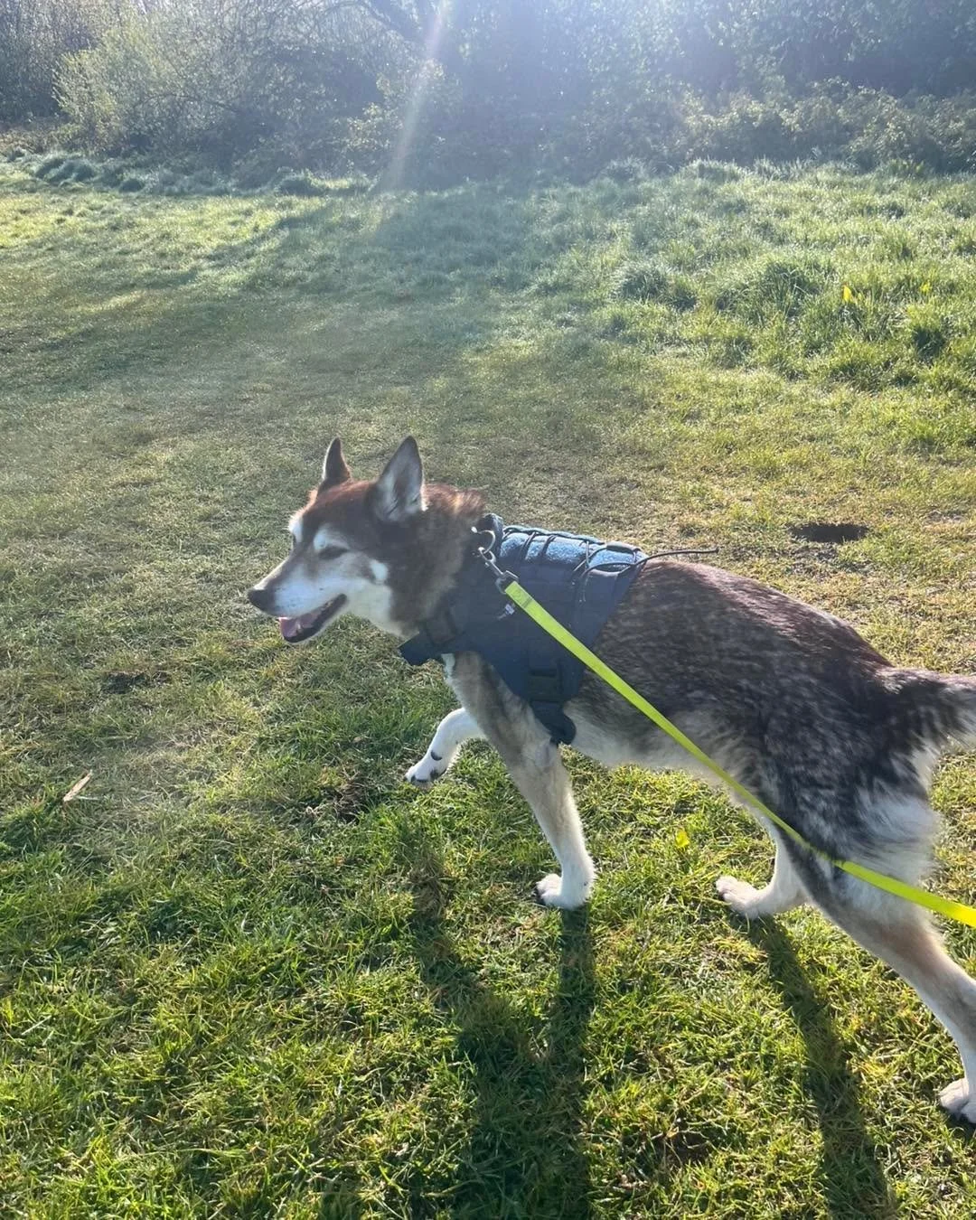We had Myla clock on for daycare today and what a gorgeous day it turned out to be! 🐾☀️

We explored THREE different locations today and honestly, each one was just as lovely as the last 🌳🍃 From open spaces to peaceful walks, the dogs had the best