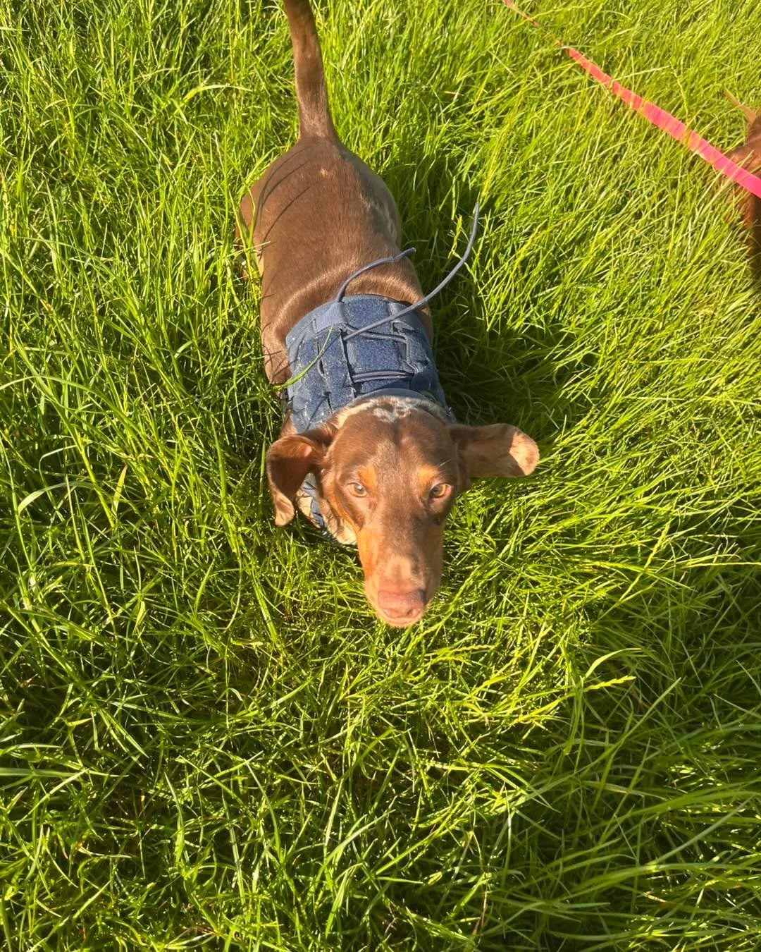 First up today we had Skye🐾 clocking in for daycare and ready for another fun-filled adventure! 😍🐶 Joining her a little later was our lovely boarder Mac🐾 who&rsquo;s staying with us for a couple of nights 🏡💤 and settling in beautifully with the