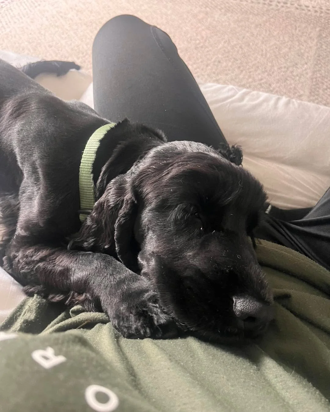 🏡🐾 Our two recent boarders have now checked out, and we&rsquo;ve loved having them both stay with us! ❤️

Mac 🐾 came for his very first stay for two nights and settled in so well, it was like he&rsquo;d always been here! 🥰 We had lots of fun play