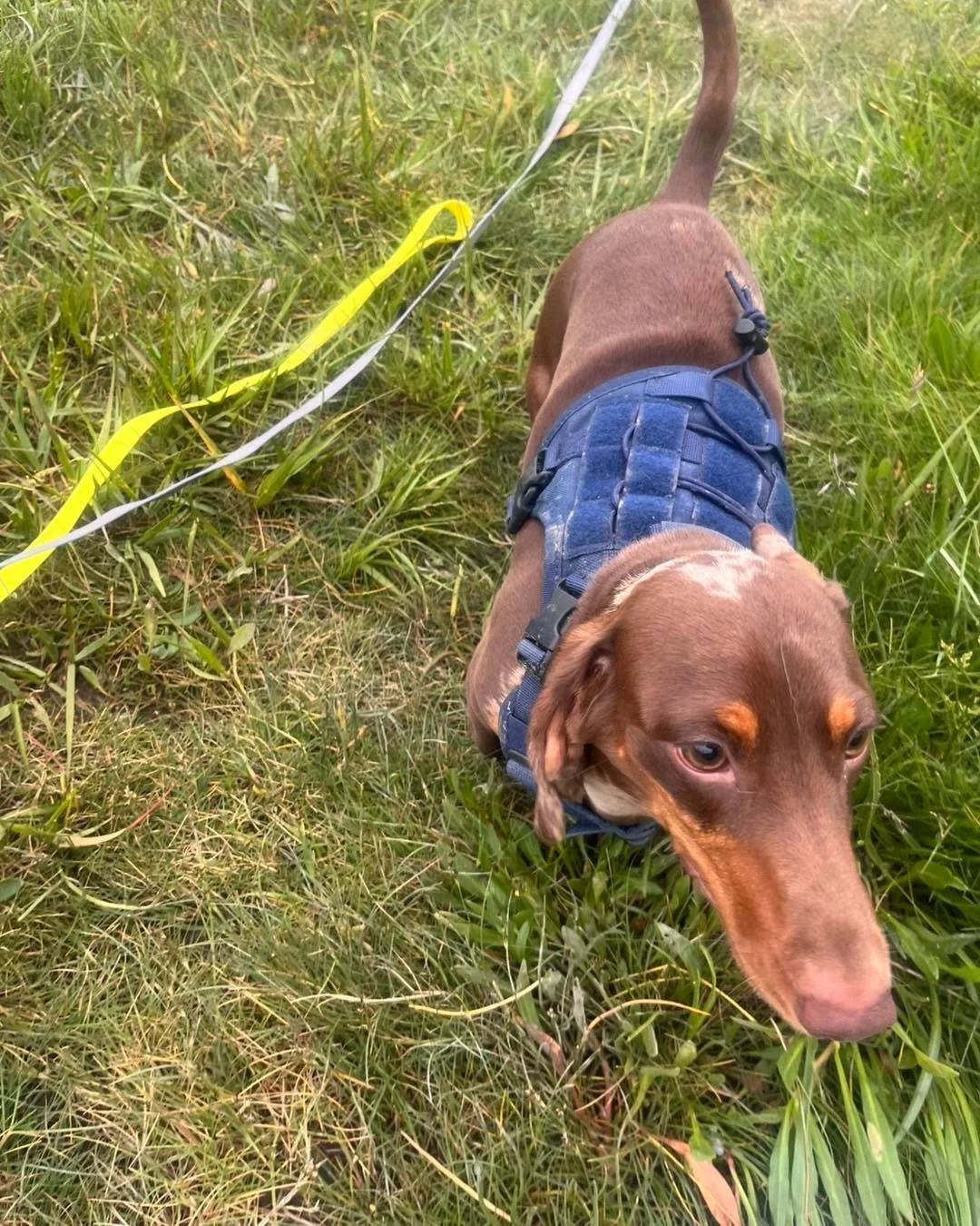 🐾🌟 Another lovely day with the Terri&rsquo;s Paws gang! 🌟🐾

First up, Skye🐾 and Bear🐾 clocked in for daycare, ready for a day full of adventures! 🐕❤️

We enjoyed three fantastic walks today, starting at Woodspring Priory 🌳, followed by Bleado