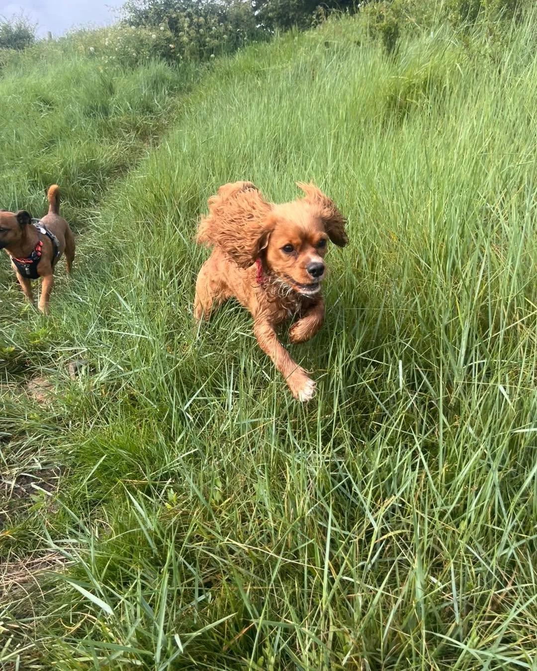 🐾🌟 First up yesterday , we had Myla🐾 and Bear🐾 clocking in bright and early for daycare! 🌞🐶

We enjoyed two lovely walks, taking in all the sights, smells, and adventures up at Woodspring 🌳🍂 before heading over to Ebdon Fields 🌿🐾. Plenty of