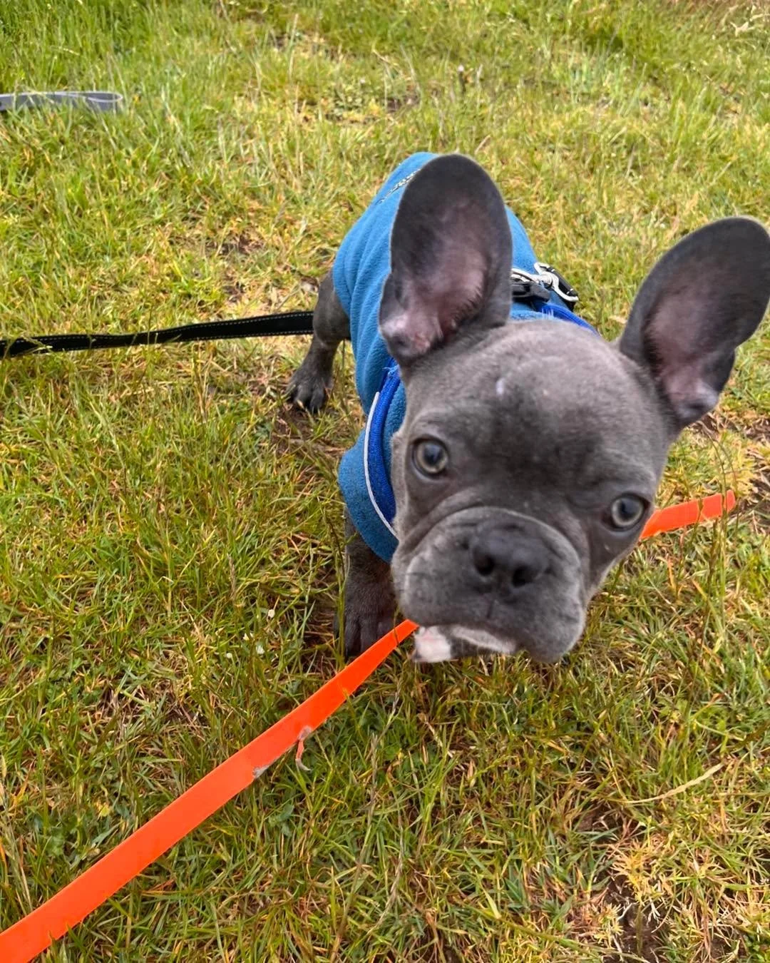 🌧️🐾 The last two days of walks have been absolutely lovely with my little gang, despite the awful weather we&rsquo;ve been having! 🌦️💨☔

The rain certainly didn&rsquo;t stop us from getting out and enjoying ourselves. 🐕🐾💚 We dodged the showers