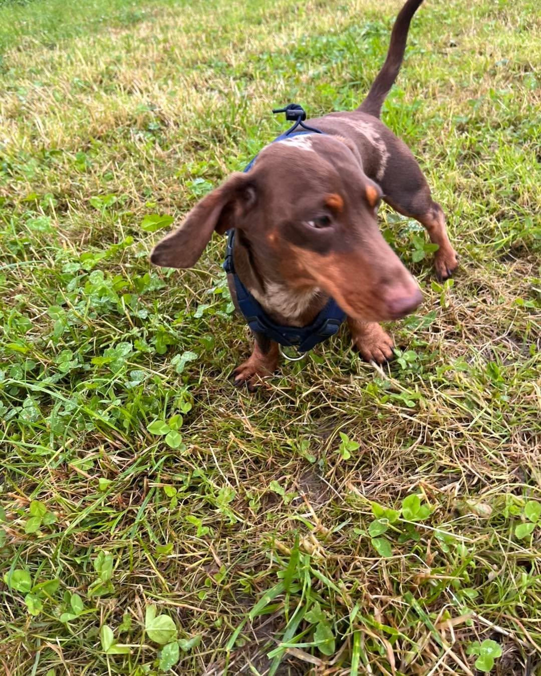 🎉🐾 Birthday Adventures with the Best Crew! 🐾🎉

What a fantastic way to spend my birthday today! 🥳💖 I was lucky enough to have daycare guests Nova🐾 and Bear🐾 joining our lovely boarder Louie🐾, along with the rest of the gang for a day full of