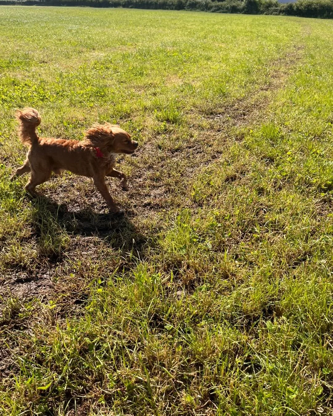 NEWBIE ALERT 🔔 We had a very special new face join us today &mdash; little Poppy the Chorkie 🐶💕 had her very first walk with us, and she was an absolute superstar! ⭐ Everyone made her feel welcome, and she settled in brilliantly with the pack. We 