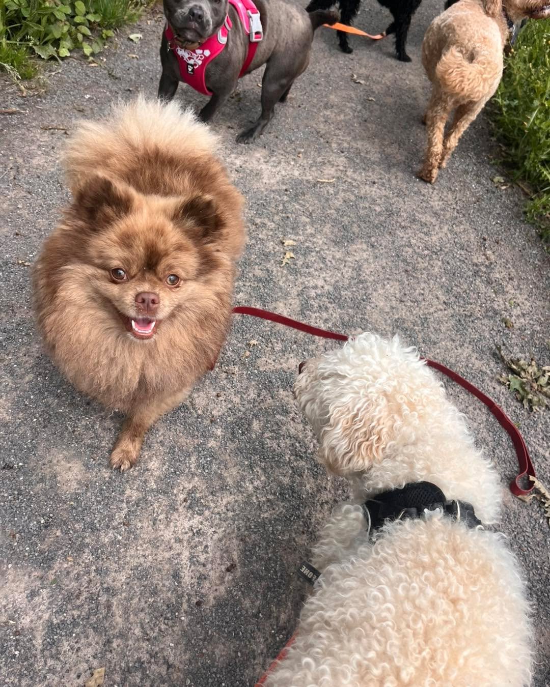 🐾☀️ Another lovely day with the gang! ☀️🐾

First up, our energetic boy Ozzy 🐾 joined us for daycare alongside our boarder Louie 🐾 for his final day with us. The boys had a great time together with plenty of play and fun! 🐶💙

We also enjoyed ano