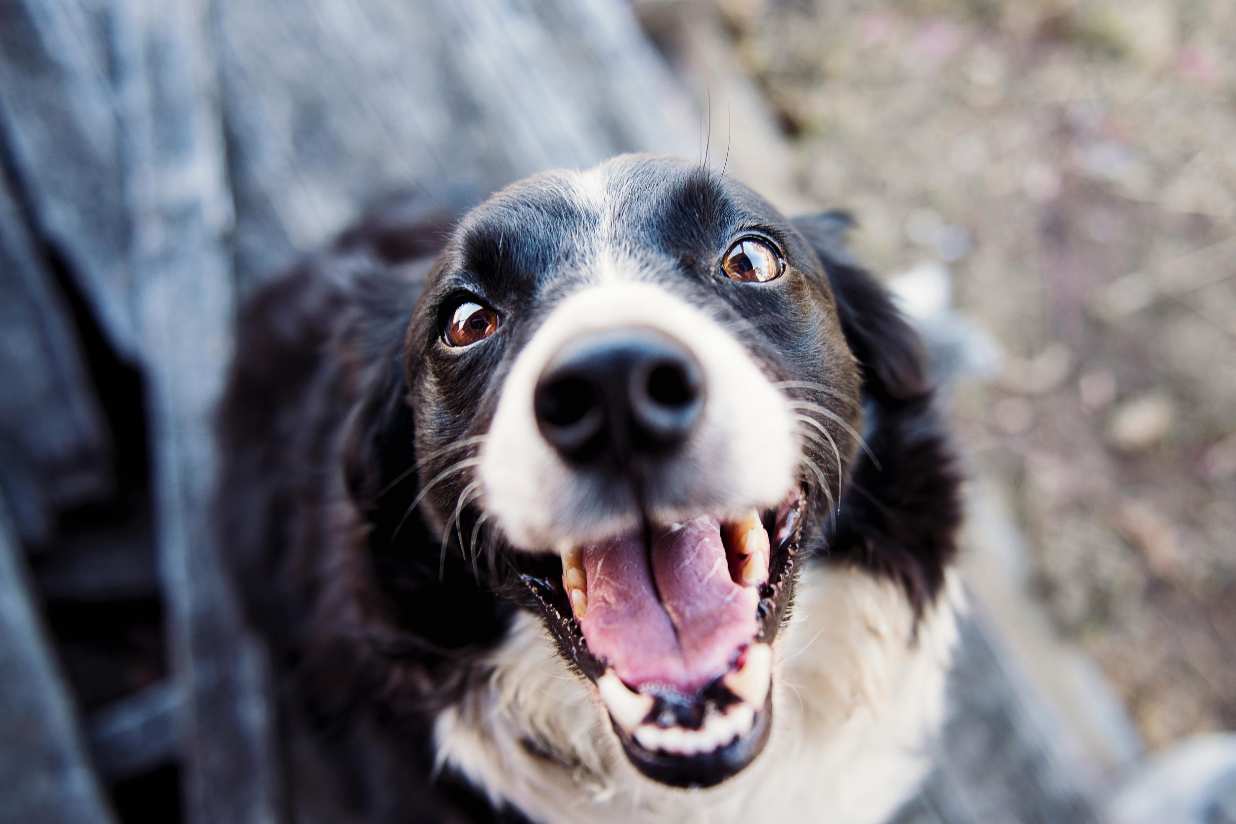 Close-up of a happy black and white dog looking up with open mouth and tongue out, outdoors.