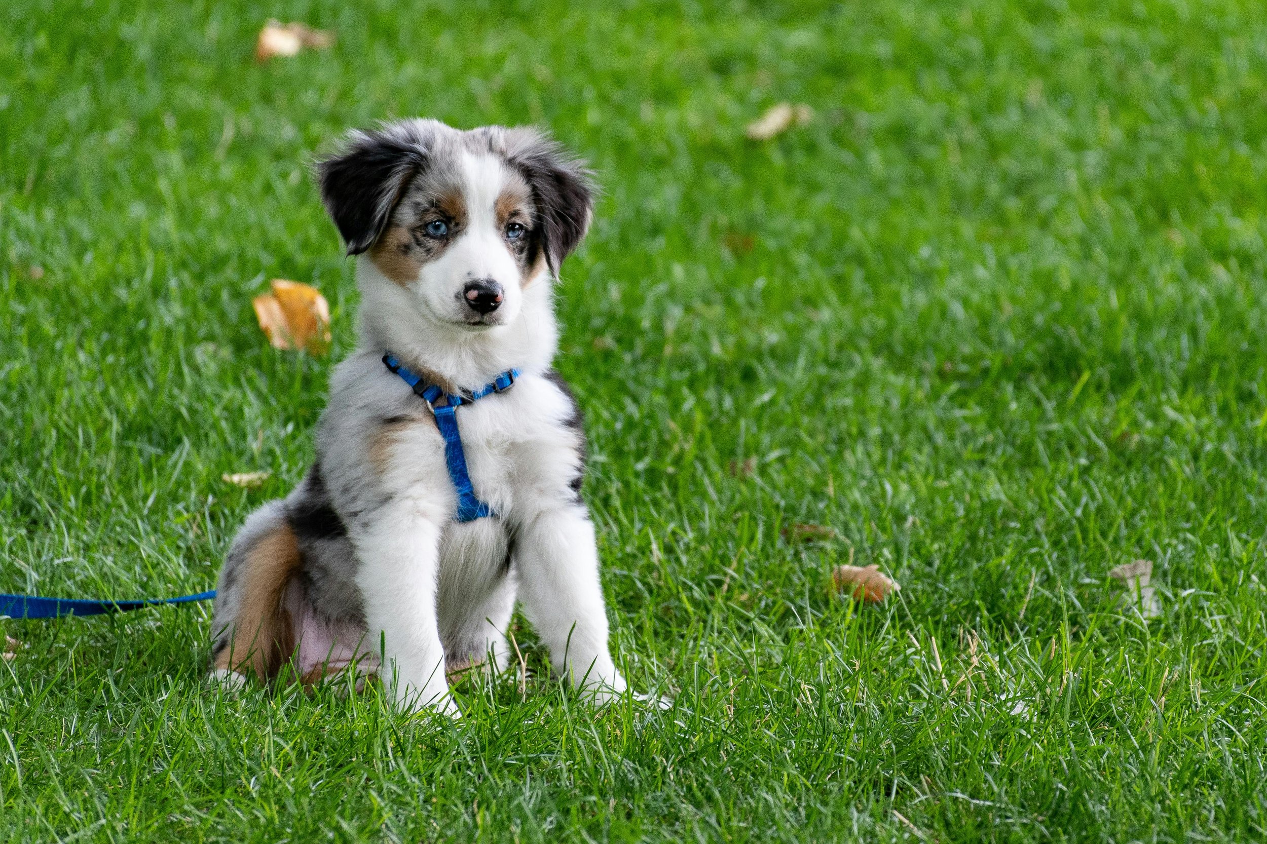 Adorable Australian Shepherd puppy sitting on green grass with a blue collar and leash, surrounded by scattered fallen leaves.