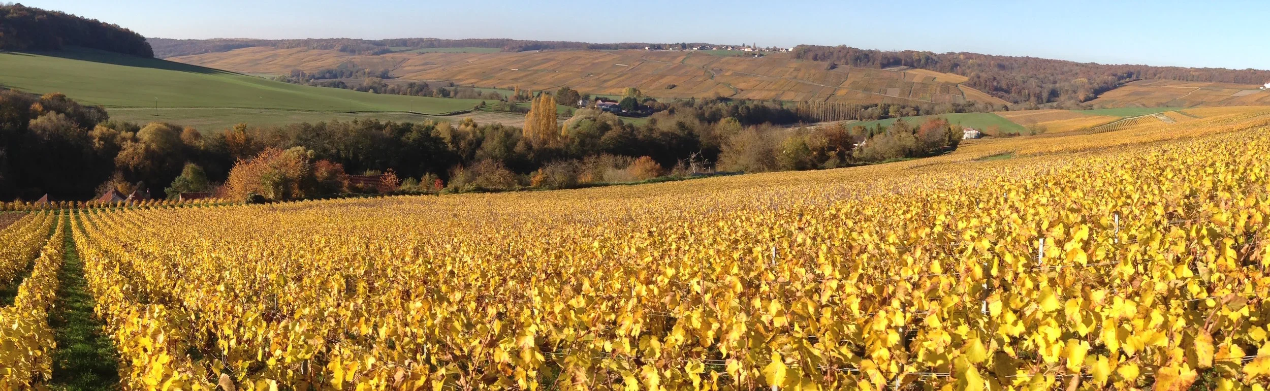 Follet_Vignoble_Belval.jpg