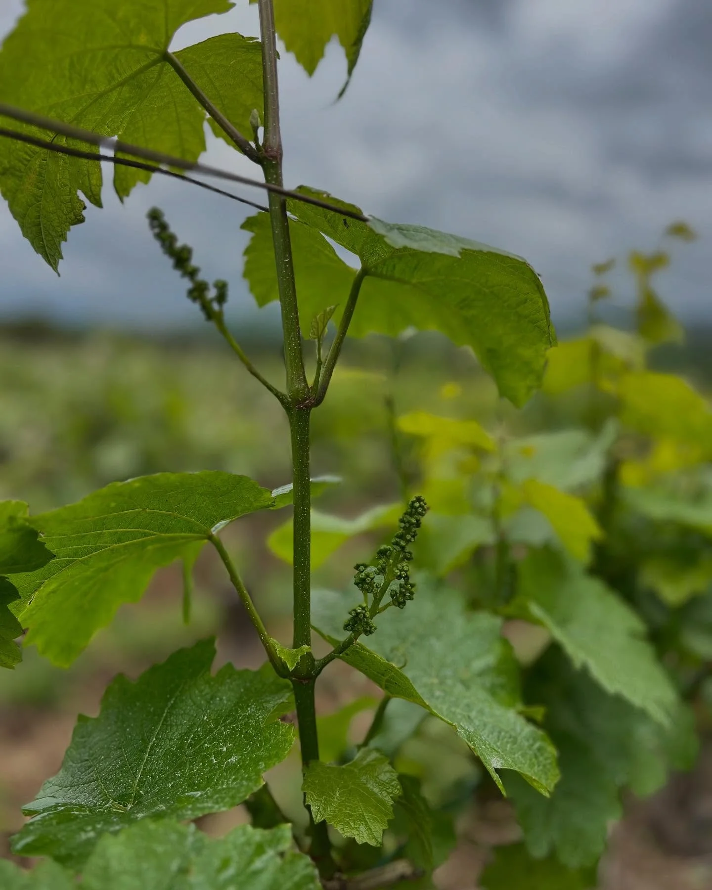 Malgr&eacute; la gr&ecirc;le de 2024, des fleurs donneront des raisins, si la m&eacute;t&eacute;o est avec nous cette ann&eacute;e 🤞🌻☀️🍇🍾

Despite the hail of 2024, flowers will produce grapes, if the weather is with us this year 🤞🌻☀️🍇🍾

#cha