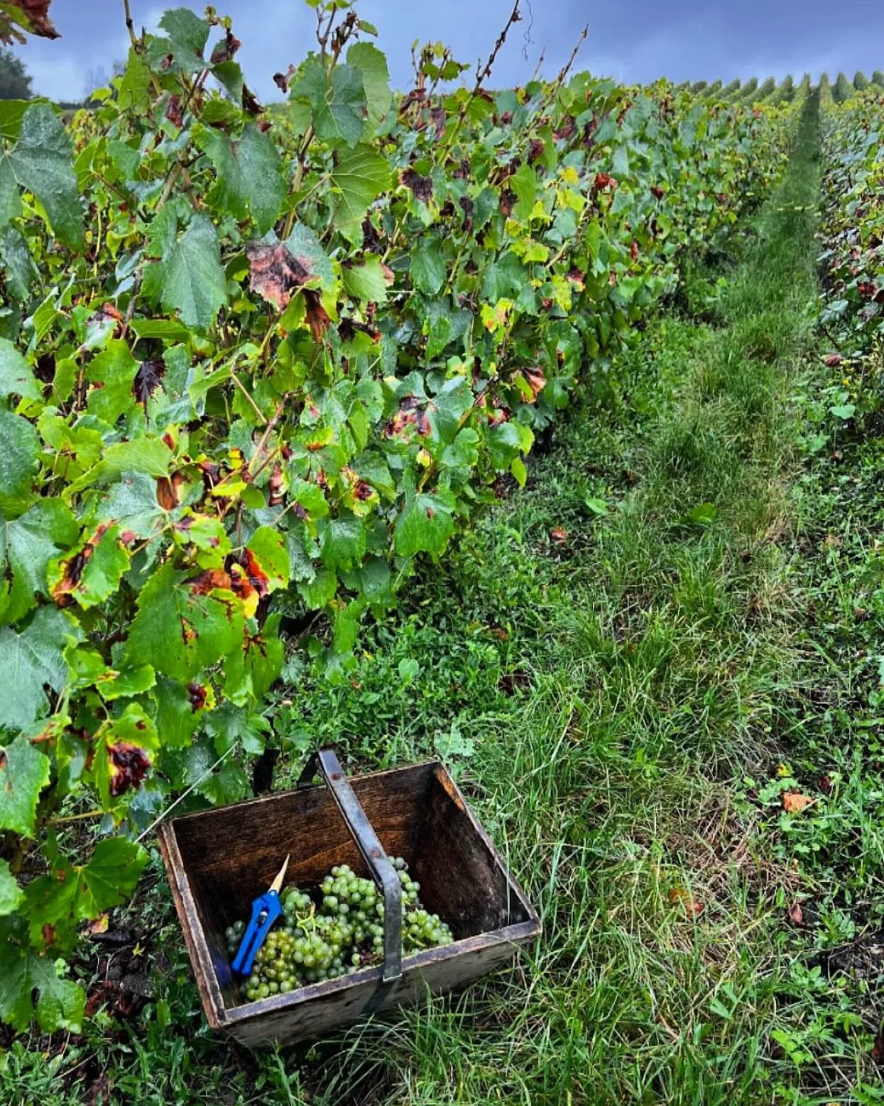 D&eacute;but des vendanges le dimanche 22 septembre #champagne #vigneronindependant #harvest #2024 #vintage
