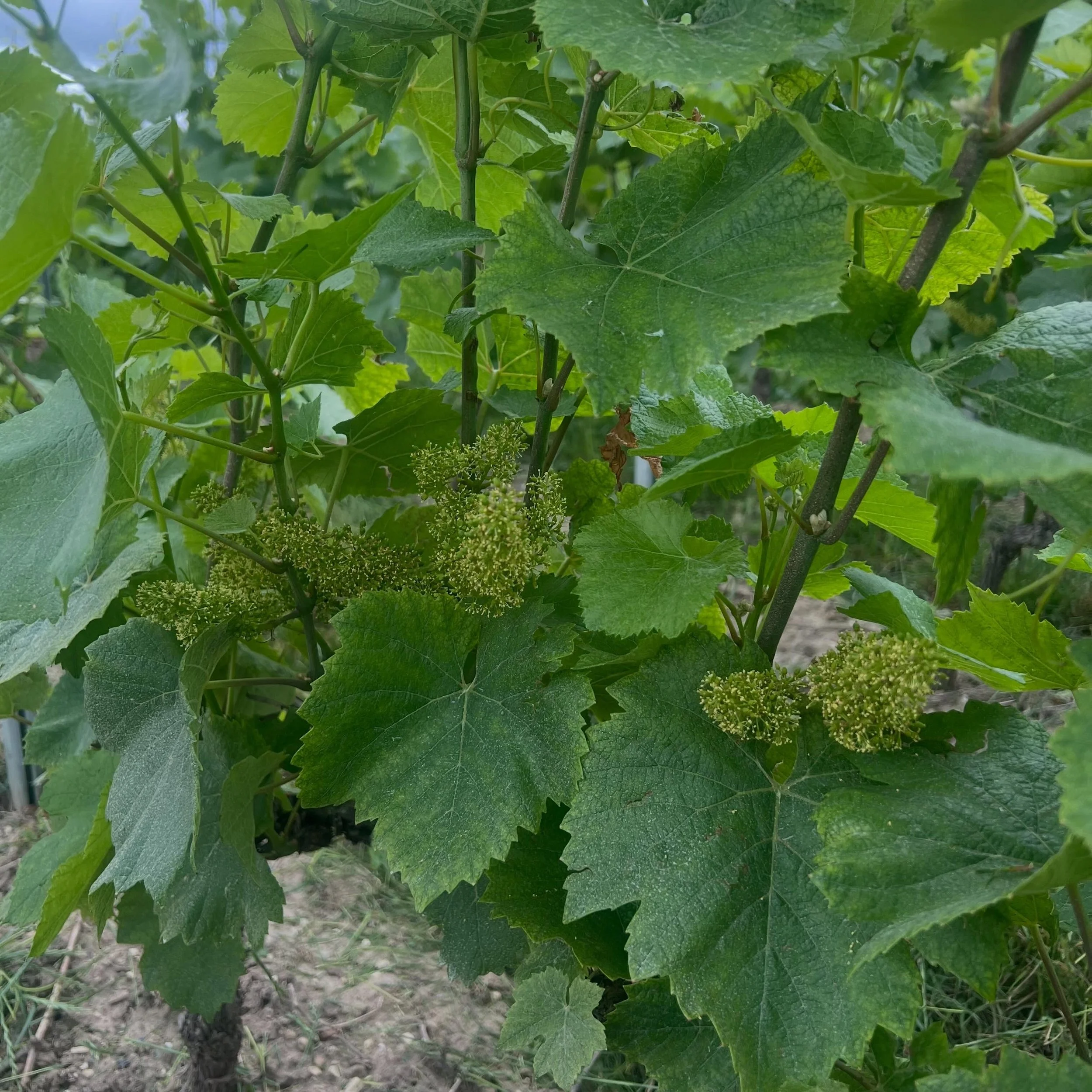 🌱 La fleur de vigne ✨ Discr&egrave;te, &eacute;ph&eacute;m&egrave;re et d&eacute;licatement parfum&eacute;e, elle ne dure que quelques jours, mais elle est pourtant le point de d&eacute;part d&rsquo;une grande aventure : celle de notre prochain mill