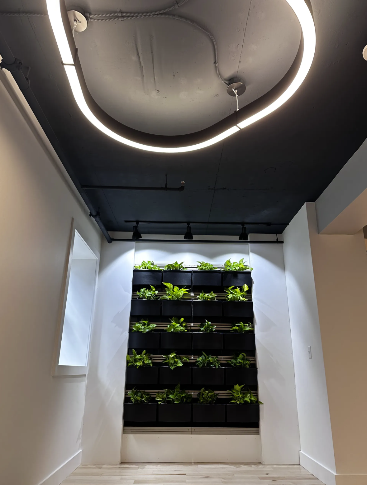Gym Plant Wall.png