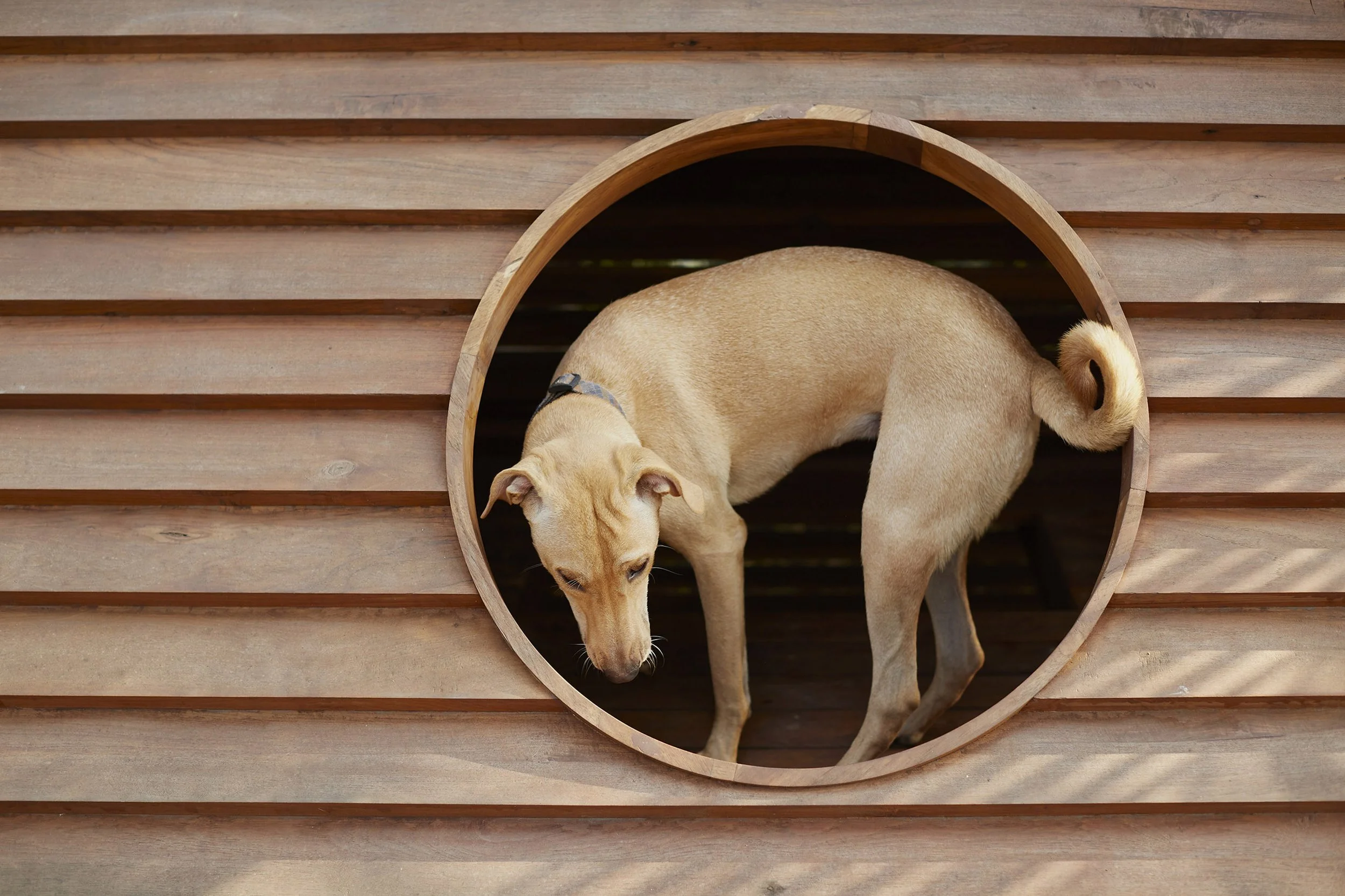 The Doggo House (020).jpg