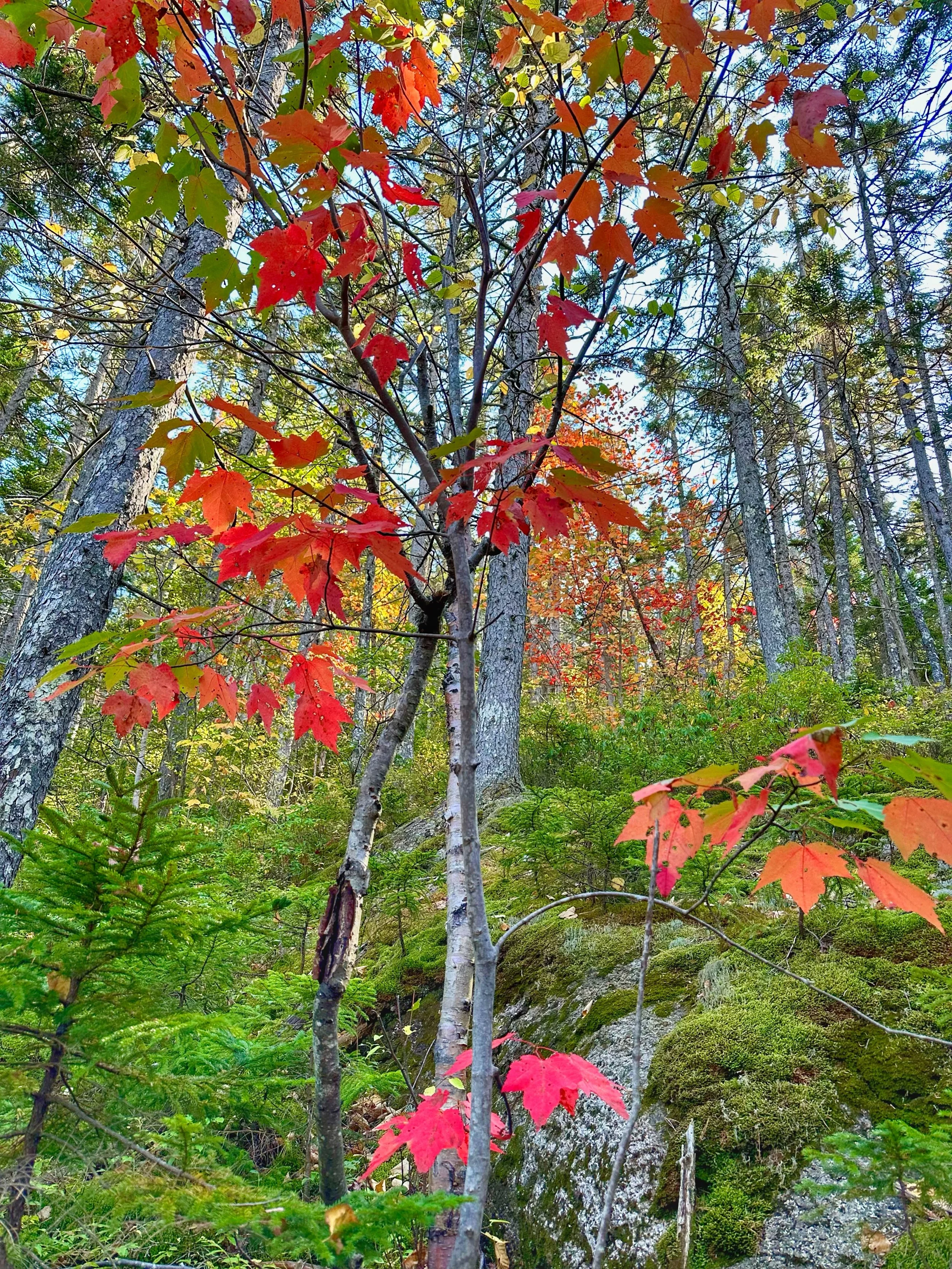 FALL TEXTURES -- Albany, NH (September 28, 2025)
