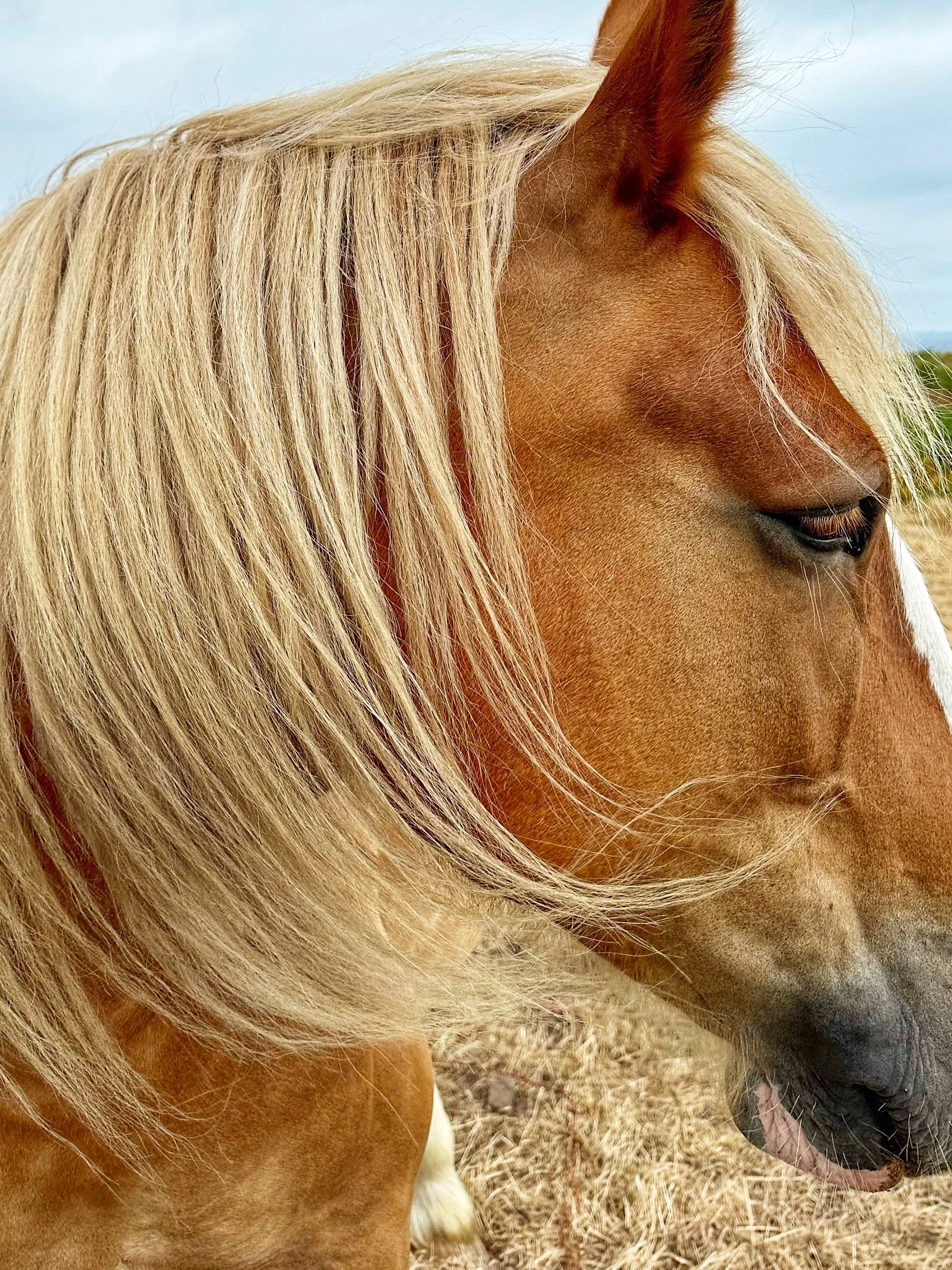 GOLDEN-HAIRED BEAUTY -- Plevenon, France (July 3, 2024)