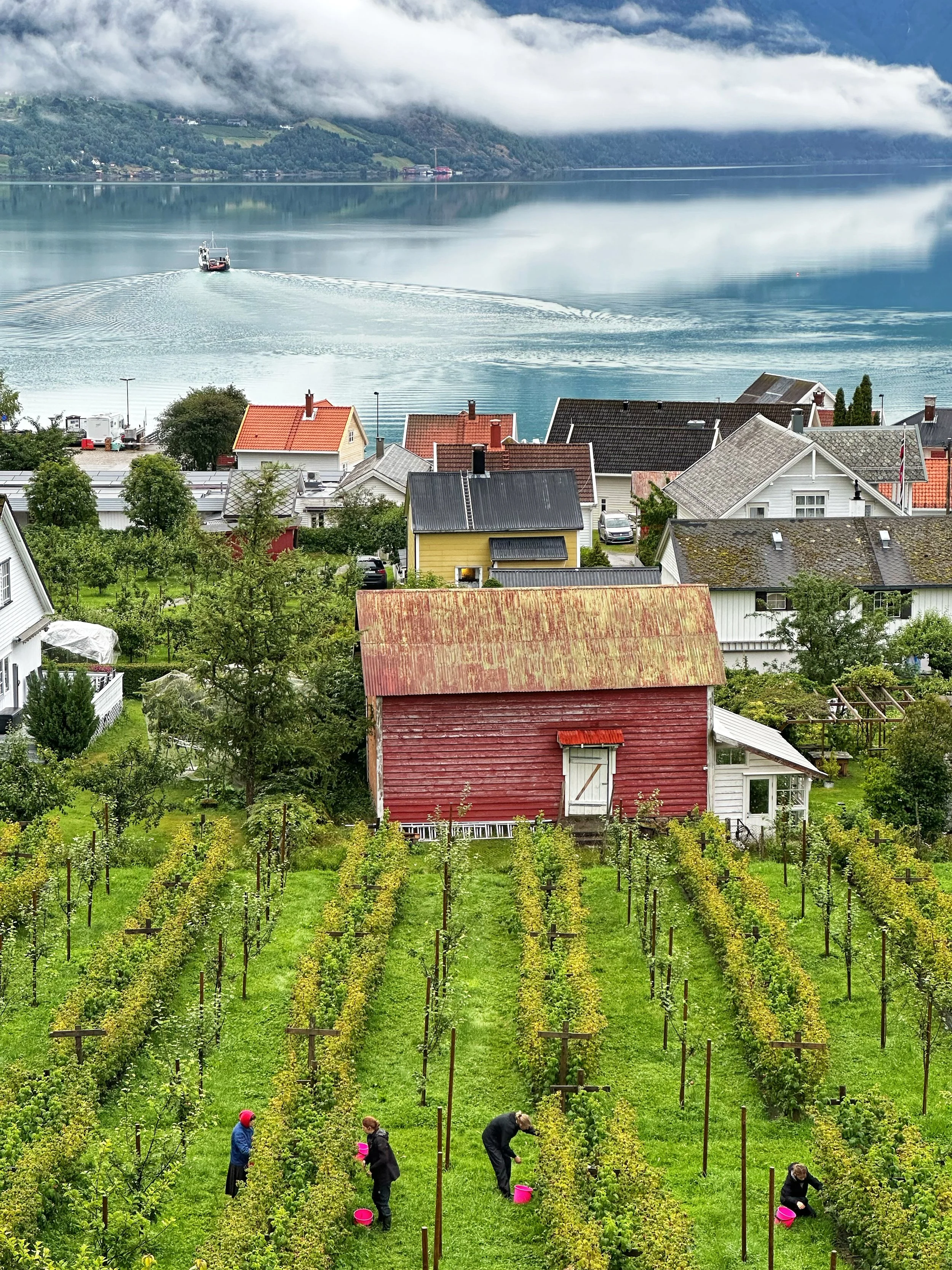 RASPBERRY HARVEST ON THE FJORD - Solvorn, Norway (July 30, 2026) Workers are harvesting large and delicious raspberries at a fruit farm and guesthouse called Eplet in the small village of Solvorn, which is located on the steep slopes of a fjord. The 