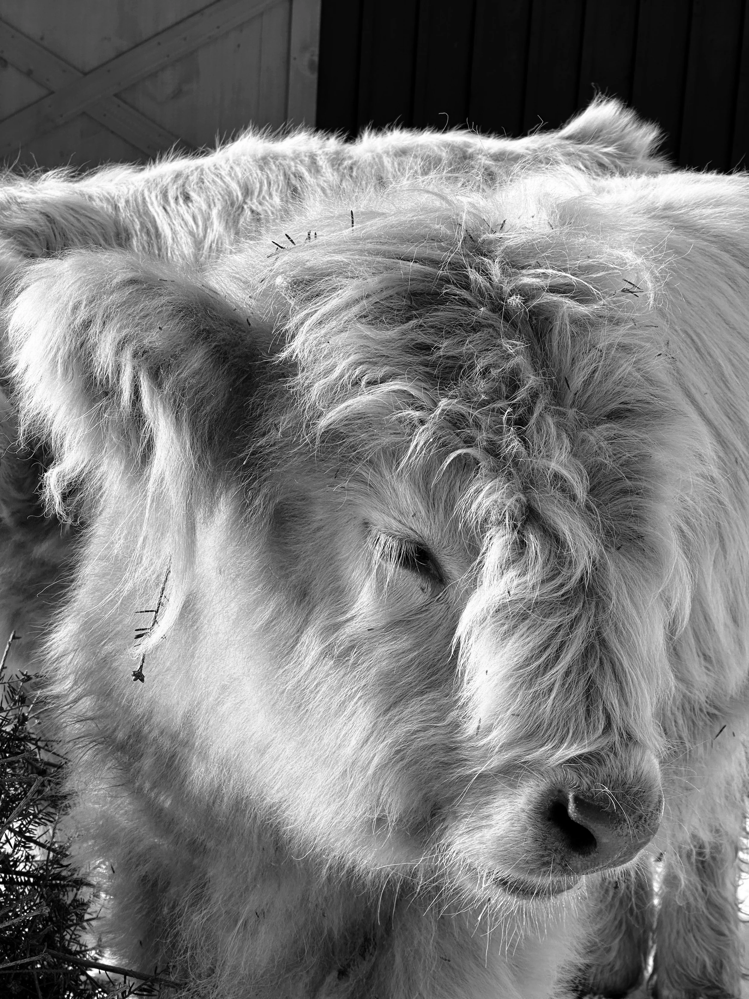 SOFT WINTER SUN -- West Newbury, MA (December 28, 2025) -- This is a young Highland Cattle calf named Kevin who lives down the road from me. Friendly and gentle, he is quietly looking down through his long lashes, and the December sun is shining beau