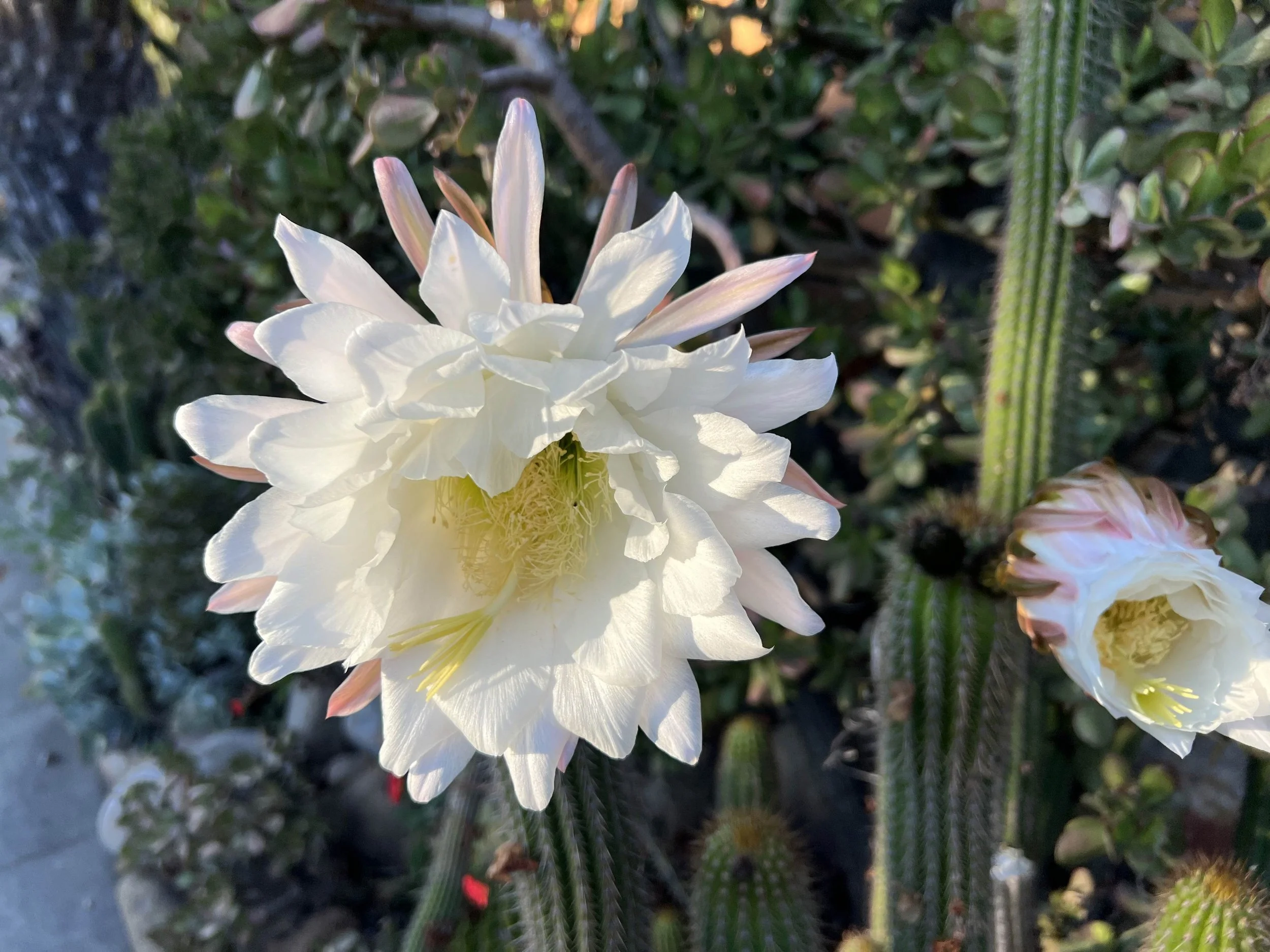 Close-up of a white cactus flower blooming among green cactus pads