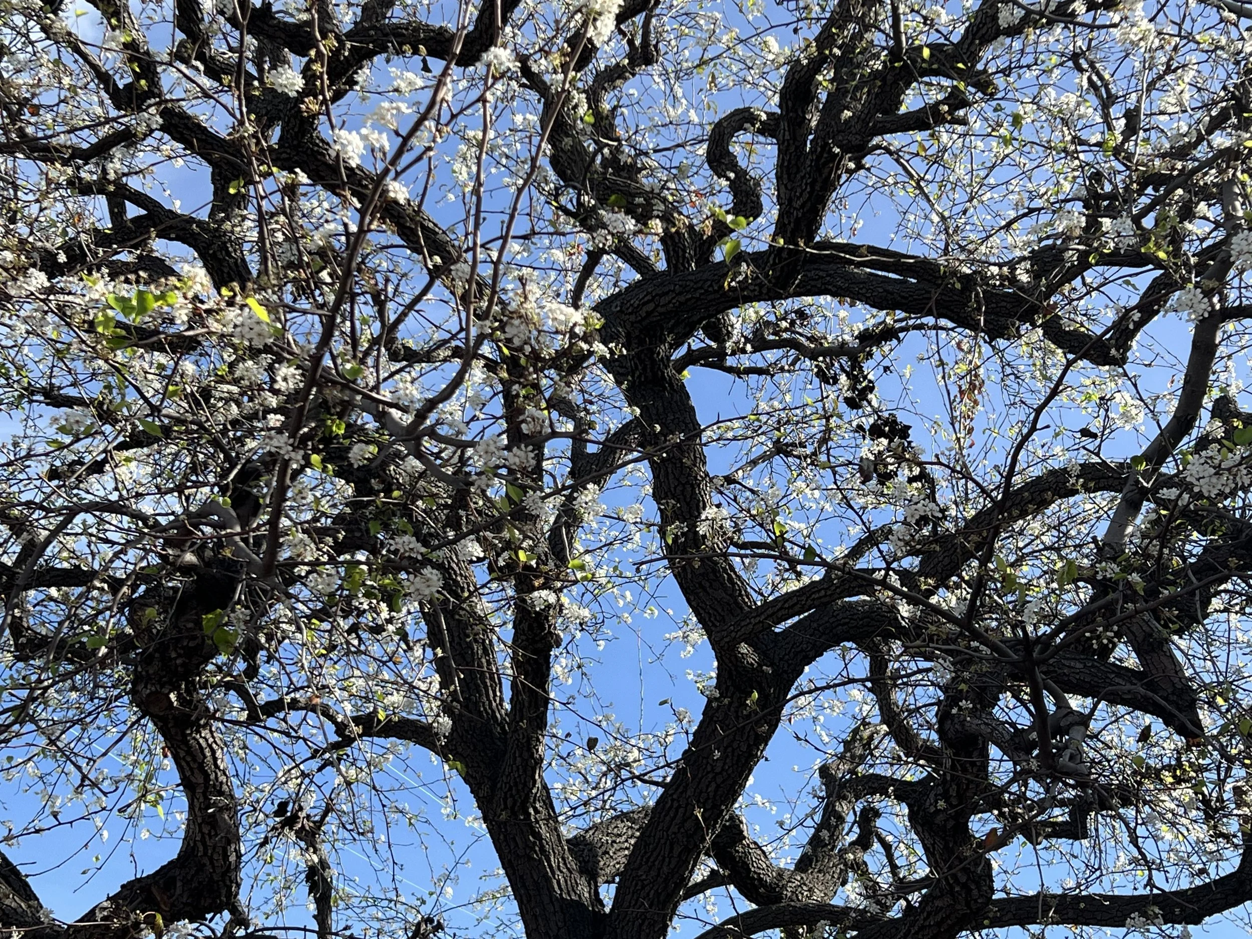 A tall tree with dark, textured bark, covered in white blossoms, with a bright blue sky in the background and some green leaves beginning to grow.